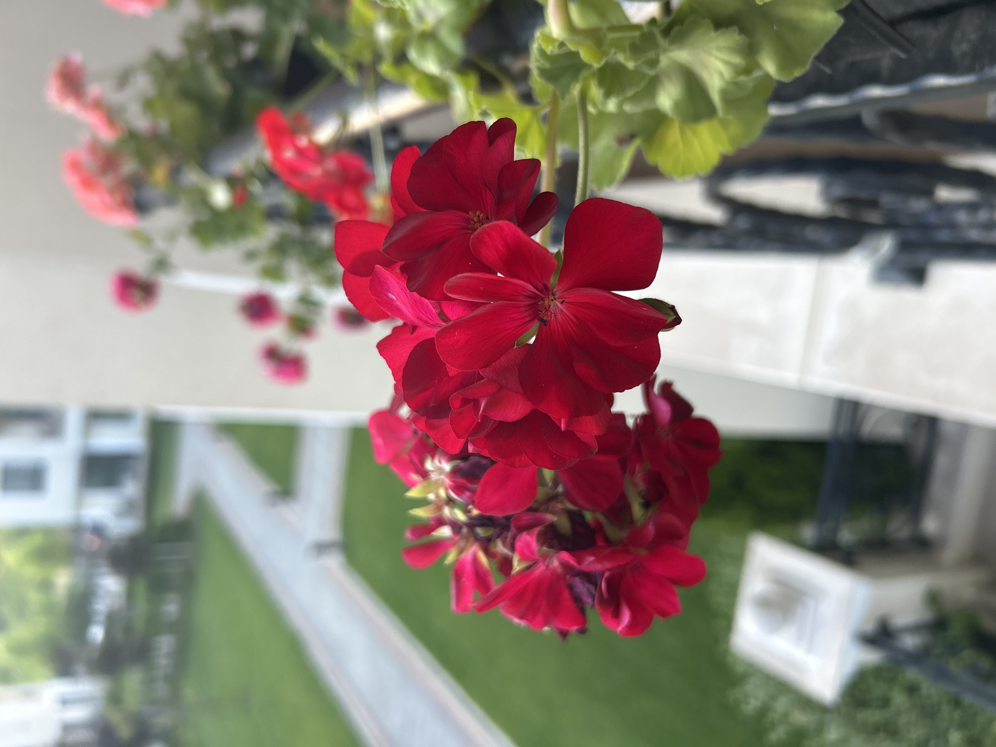 The image is a close-up of bright red geranium flowers on a balcony, with a blurred background of a courtyard and buildings in Plovdiv, Bulgaria. The flowers are in focus, displaying their vibrant petals and green leaves. The background shows a paved walkway through a green lawn, with white buildings and trees. A black metal railing is visible in the foreground, separating the balcony from the scene below. The lighting suggests it is daytime, likely during spring or summer, given the blooming flowers and lush greenery. There are no people or animals present.