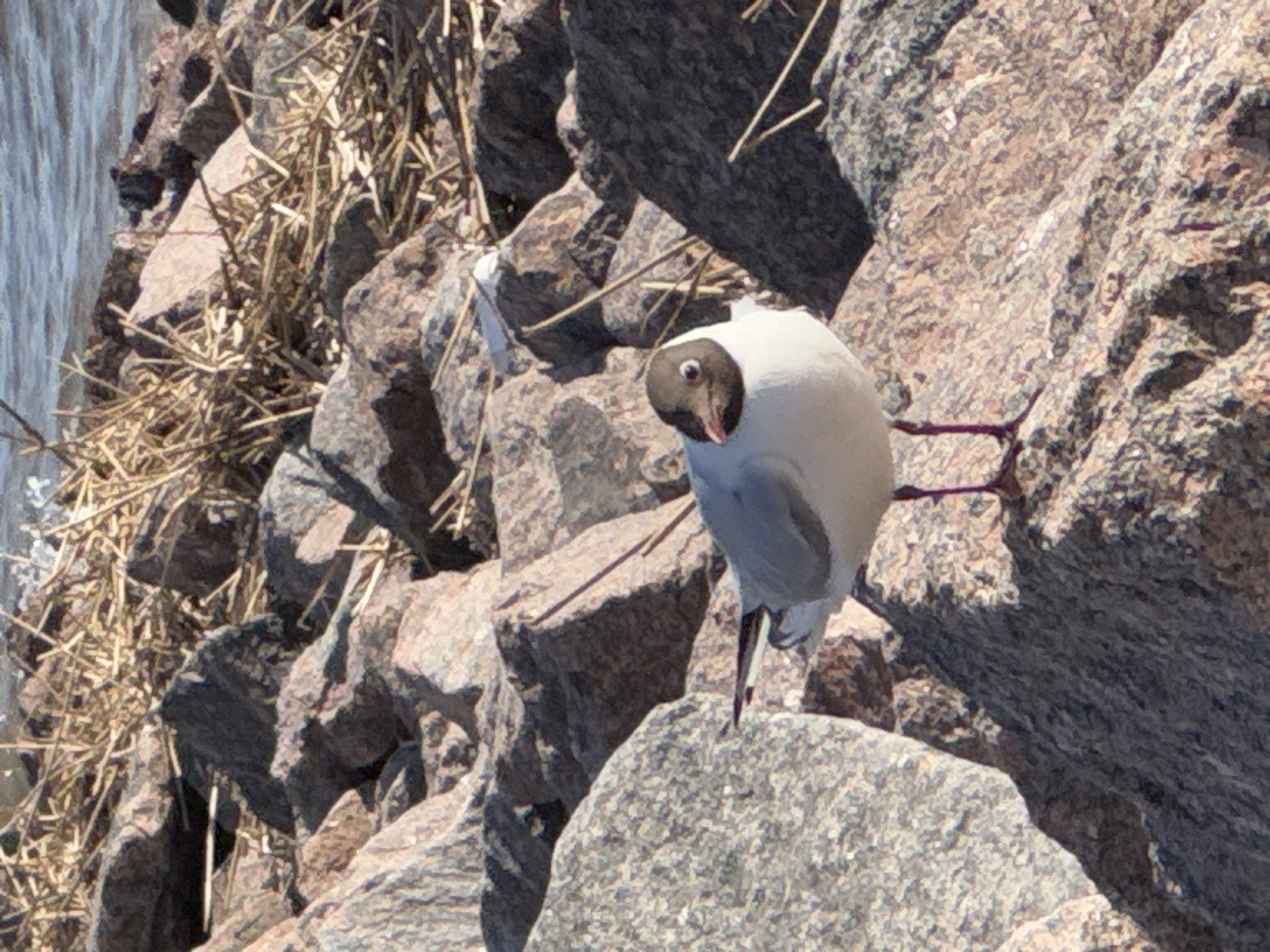 The image captures a bird, likely a gull, perched on a rocky terrain. The gull has a white body with a dark head and a red beak. It stands on the rocks with its pinkish legs. The rocks are of varying sizes and shades of grey. To the left of the image, there are dry grasses and what appears to be water. The location is identified as Kronstadt, Russia, based on prior knowledge of the image's origin.