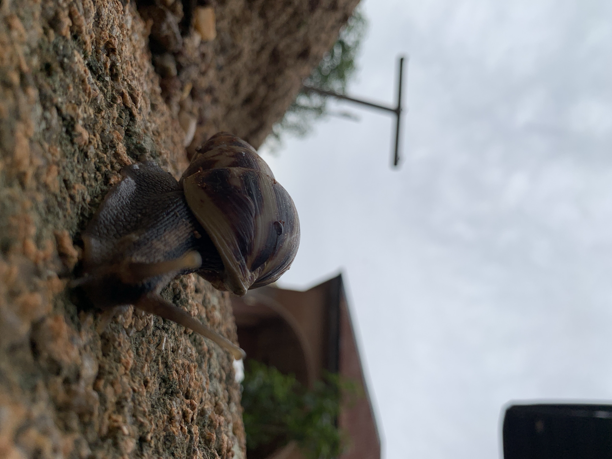 A low-angle, close-up shot captures a snail on a rough, textured surface, possibly a rock or coarse gravel. The snail's shell is coiled and displays a pattern of brown and tan. Its body is dark and appears to be moving forward, with two antennae extended. In the background, a mound of reddish-brown dirt is visible on the left, with a blurred, T-shaped post rising from it. To the right, the blurred outline of a building with a red-tiled roof and arched openings suggests an urban or semi-urban setting. The sky above is overcast and gray. The overall impression is of a natural scene encountered in an outdoor environment. The description does not contain any specific details about Jos, Nigeria.