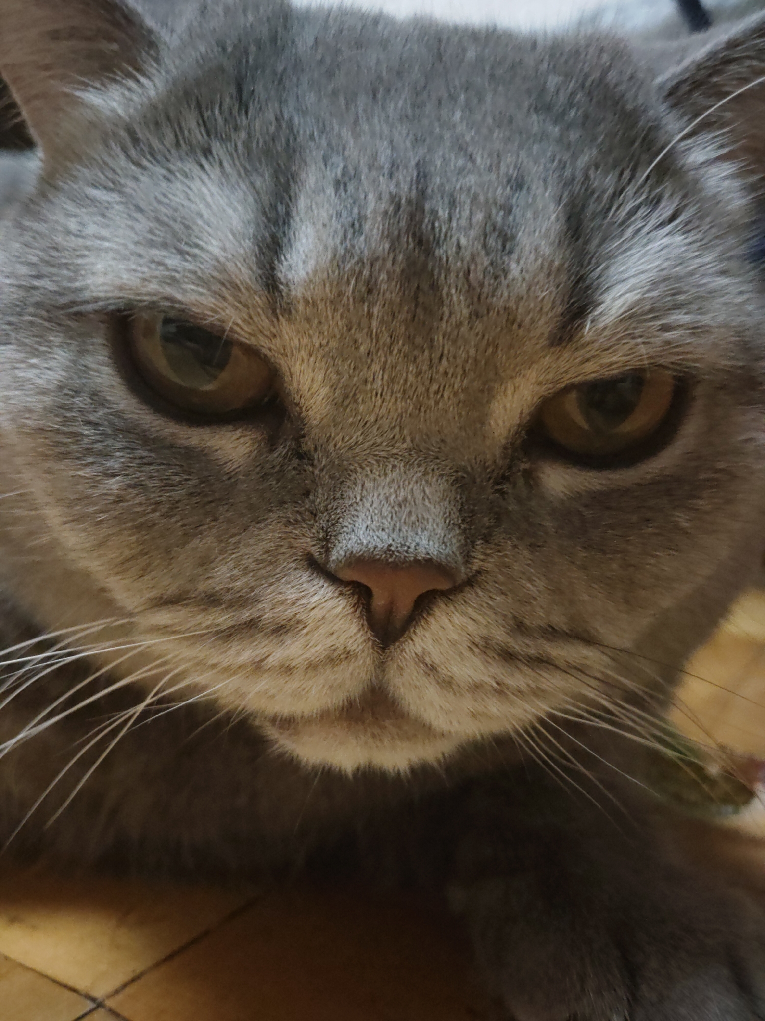 A close-up photograph depicts the face of a grey cat. The cat's eyes are yellowish-brown and appear to be squinting slightly. The cat's nose is pink and textured. Long white whiskers protrude from the cat's face. The background is blurry and indistinct. No people or city are visible in this indoor image.