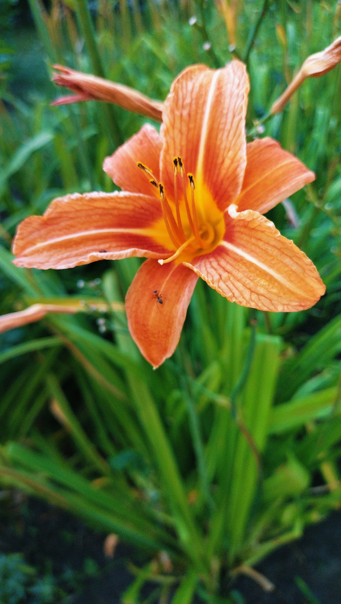 An extreme close-up, vertical, low-angle shot captures an orange daylily in full bloom against a blurred green background of foliage. The flower's petals display fine, darker orange striations. The center of the flower features yellow and orange stamen tipped with black anthers. A small, dark ant is positioned on the lower-right petal of the daylily. The overall scene suggests a natural setting, possibly a garden or park within the city of Horishni Plavni, Ukraine, given the context of the image.