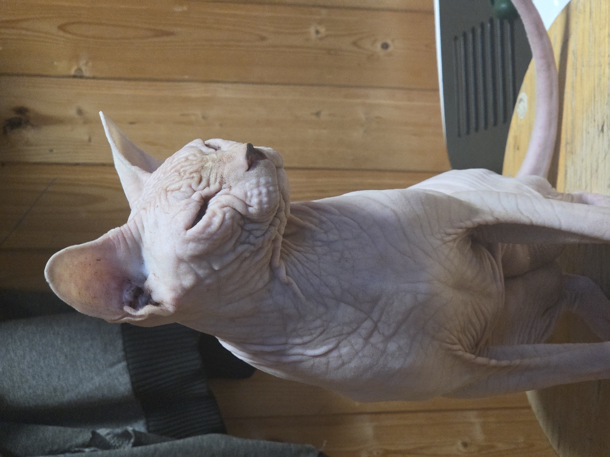A sphinx cat is sitting on a wooden surface in front of a wooden wall. The cat is light pink and has wrinkles all over its body. Its eyes are closed and it has a slightly wrinkled expression. To the left of the cat, a grey hooded sweatshirt is visible, hanging on a wall. Behind the cat, a black object with horizontal lines is on the wooden surface. The environment appears to be indoors.