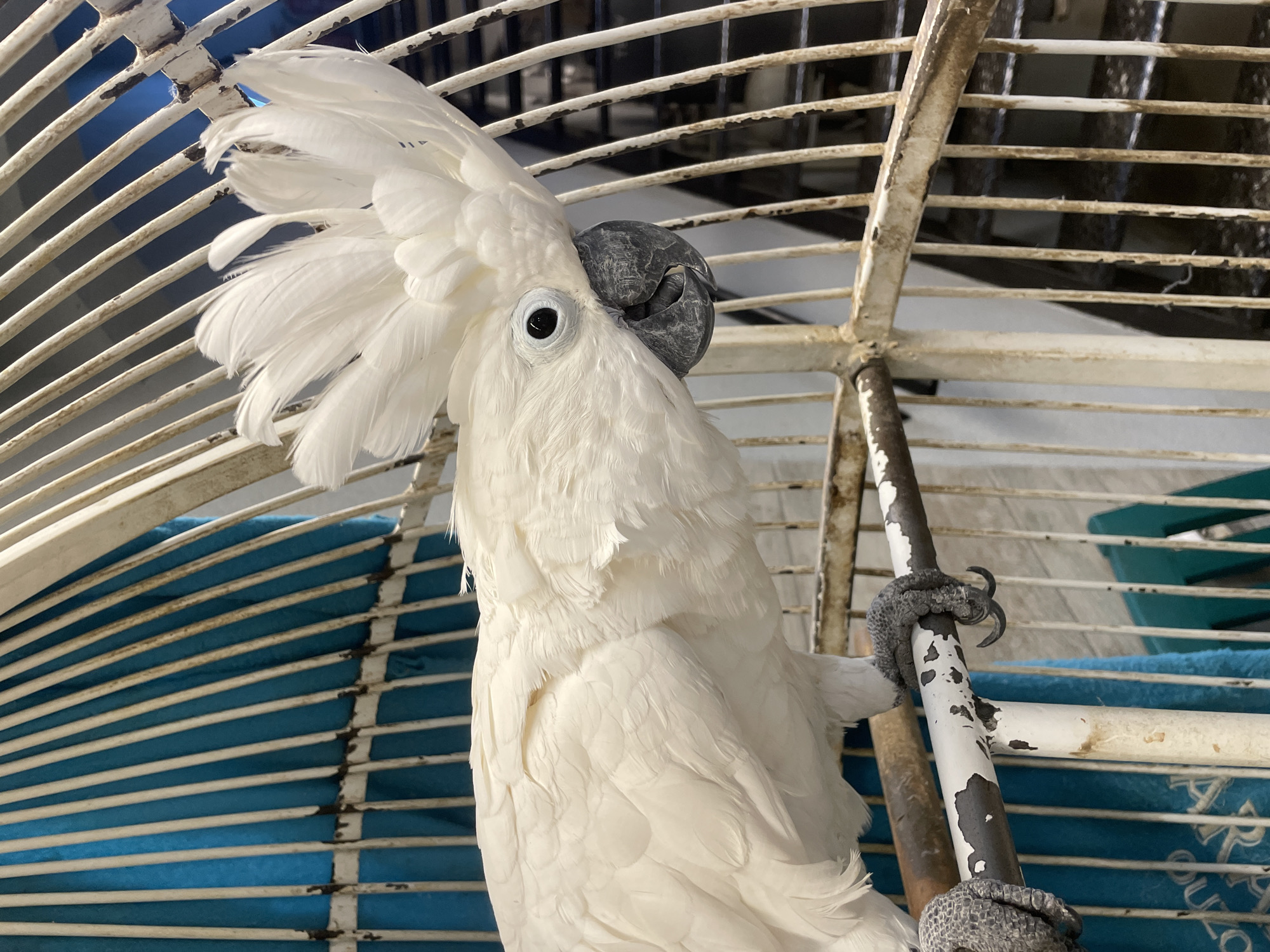 A close-up photograph depicts a white cockatoo perched inside a white, aged metal cage. The bird's white plumage contrasts with its dark grey beak and feet. Its crest is partially raised, and it is looking directly at the camera with a curious expression. The bird is gripping a white-painted metal bar of the cage. The background reveals a blue cushion or covering inside the cage. The metal cage shows signs of age and wear. The location in the city of Unknown, Unknown, cannot be determined from the image.