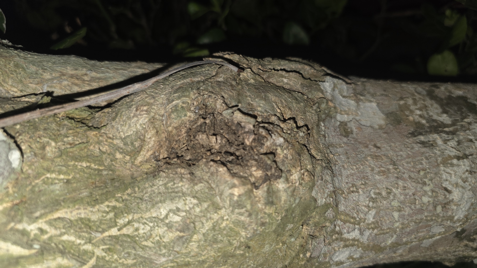 The image depicts a close-up view of a tree branch. The bark is rough and textured, with a mix of gray, brown, and green hues. A small, dark depression or hole is visible in the center of the branch. A thin, brown twig lies across the top of the branch. The background is dark and out of focus, with hints of green foliage. The location is Lhokseumawe, Indonesia.