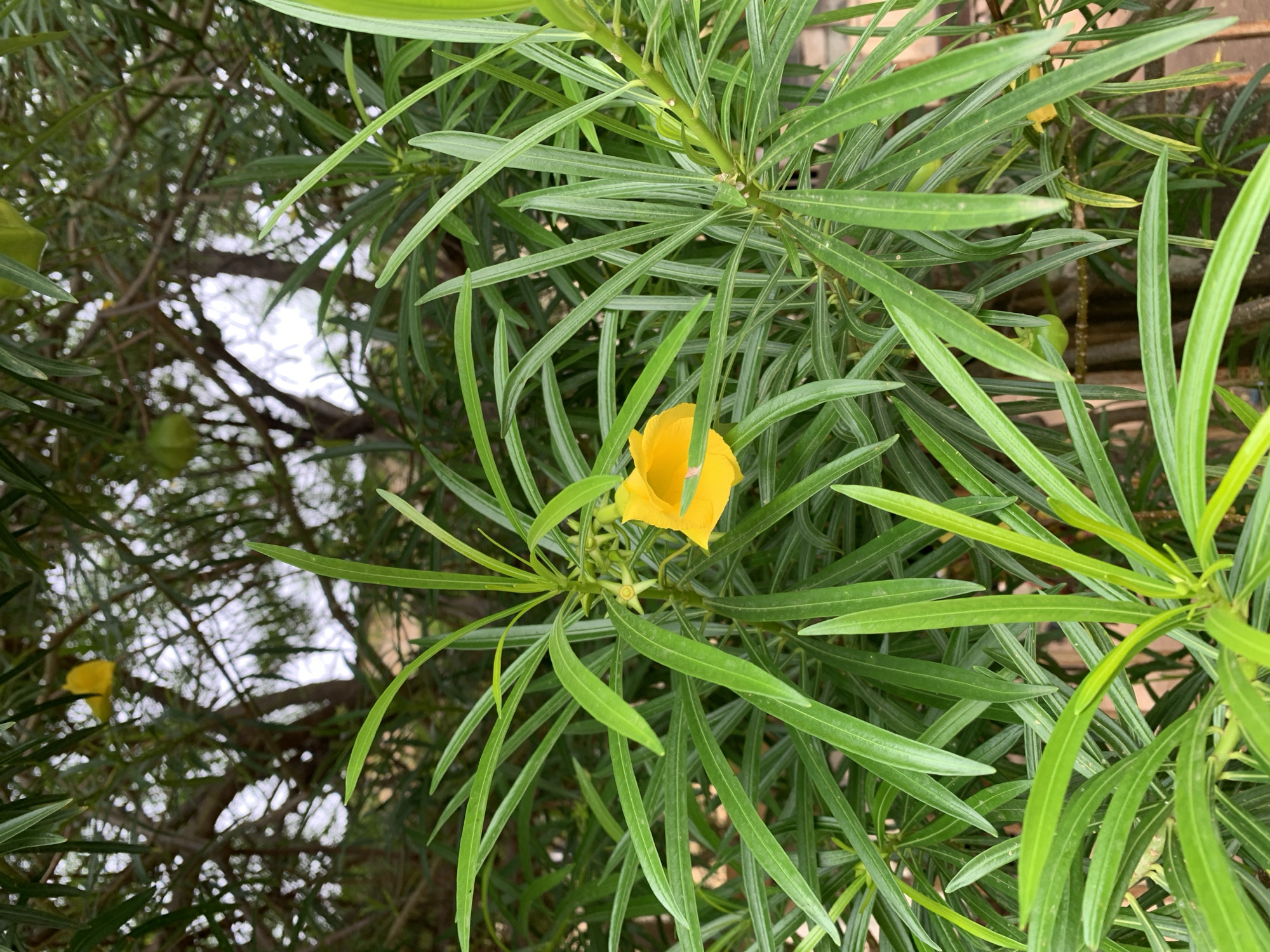 The image presents a close-up of a Thevetia peruviana, commonly known as a yellow oleander or lucky nut, found in Jos, Nigeria. The plant features vibrant green, elongated leaves arranged densely around a central stem. Nestled amongst the foliage is a single, bright yellow flower, its petals partially unfurled. Another flower bud is also visible. In the background, blurred branches and a bright, undefined area suggesting the sky or a light-colored surface, complete the setting.
