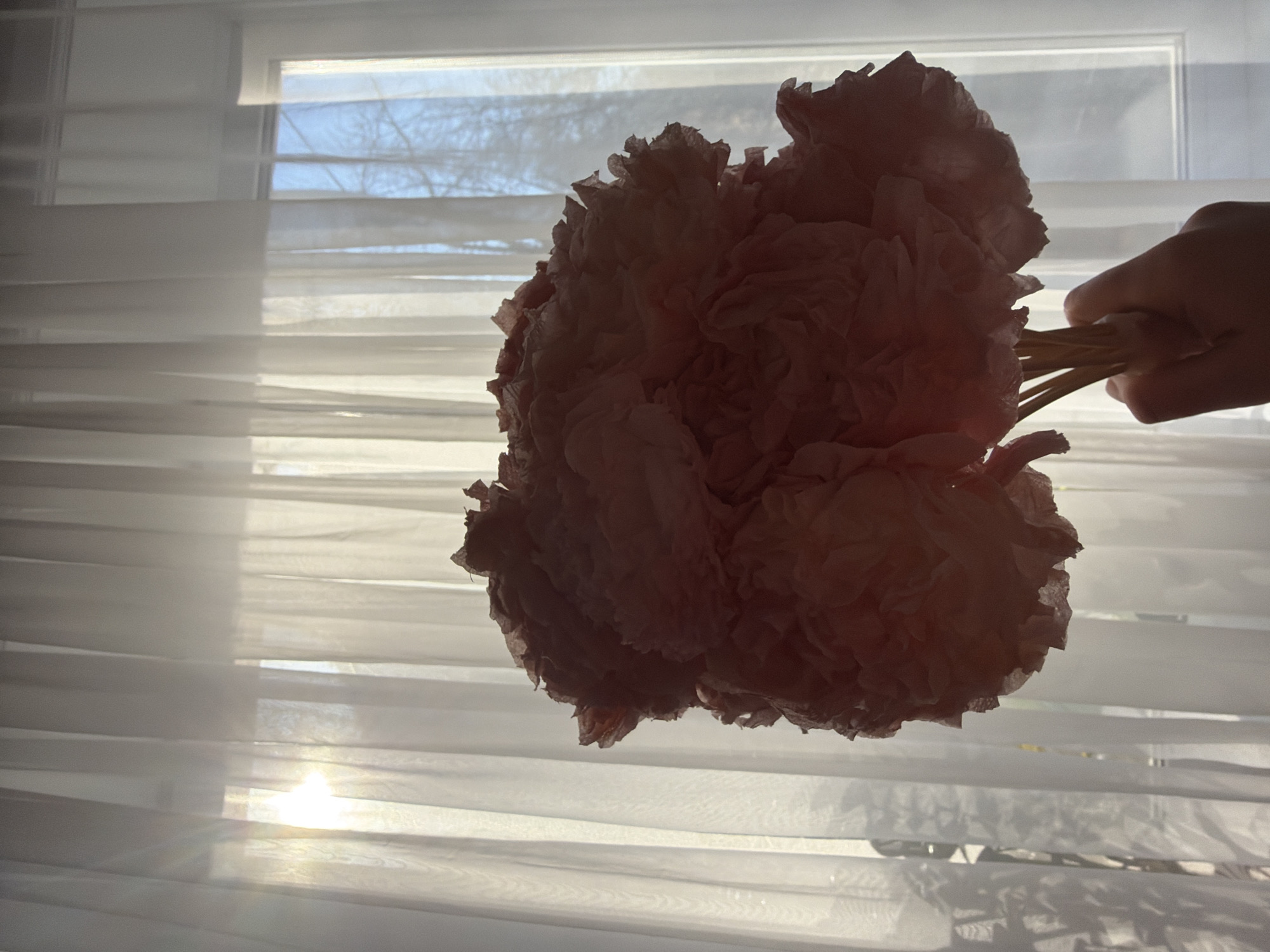 The image displays a human hand holding a large, light pink or peach-colored decorative item, likely a pom-pom or a cluster of paper flowers, against a sunlit window. The object, characterized by its ruffled and crinkled paper-like texture, occupies the central and left areas of the frame. A hand on the far right firmly grasps the multiple thin stems or sticks forming the base of the decoration.
The background features a window covered by sheer white horizontal blinds or curtains, through which bright sunlight streams, creating a soft glow and reflections on the fabric. A distinct bright hotspot from the sun is visible on the lower left portion of the window. In the upper section of the window, behind the sheer covering, a glimpse of the outdoors reveals bare tree branches silhouetted against a clear, light blue sky.
The scene is set indoors during the daytime, indicated by the strong natural light. The clear sky outside suggests fair weather. The bare trees, consistent with the Perm, Russia location context, could point to a winter, early spring, or late autumn season. No specific activity beyond holding the decorative item is depicted, and no visible text is present.