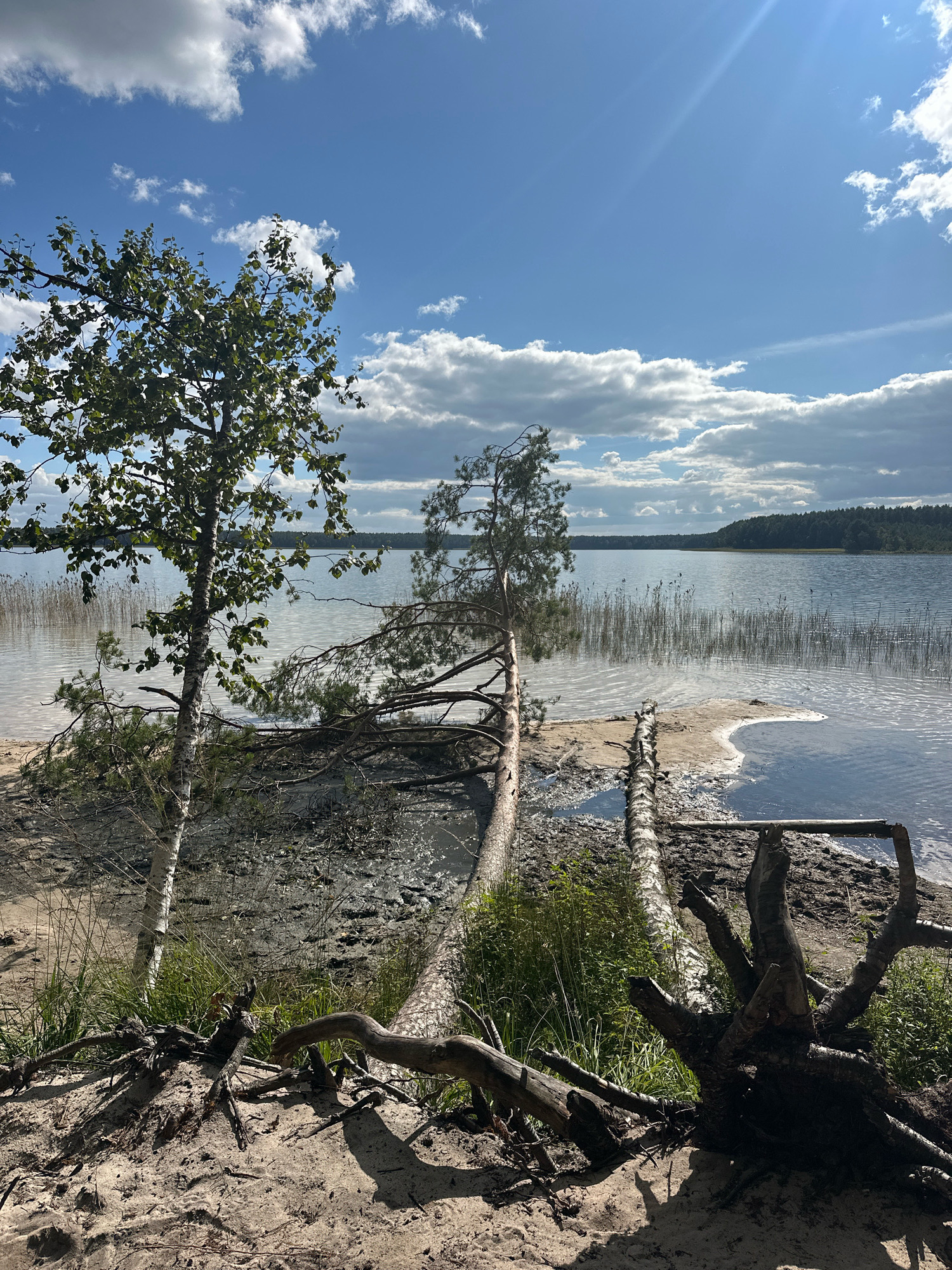 This is a full-shot, eye-level, outdoor photograph of a natural landscape. The scene is set on the sandy shore of a lake, with a clear blue sky dotted with white, fluffy clouds overhead. The sun is shining, casting shadows and creating reflections on the water's surface.
In the foreground, the sandy shore is strewn with driftwood and fallen trees, some with visible roots. A slender birch tree stands upright on the left, its green leaves reaching towards the sky. To its right, a large pine tree has fallen, its trunk extending across the beach and into the lake. Its branches are exposed, and some appear to be submerged in the water.
The lake itself occupies the middle ground, its surface rippled by a gentle breeze. Tall reeds grow along the edge of the water, creating a textured border between the sand and the lake. In the distance, the opposite shore is lined with a dense forest, creating a dark green silhouette against the horizon. The overall impression is one of natural beauty and tranquility, with evidence of storm damage or natural decay in the fallen trees. The specific location is the Мядзельскі сельскі Савет in Belarus.