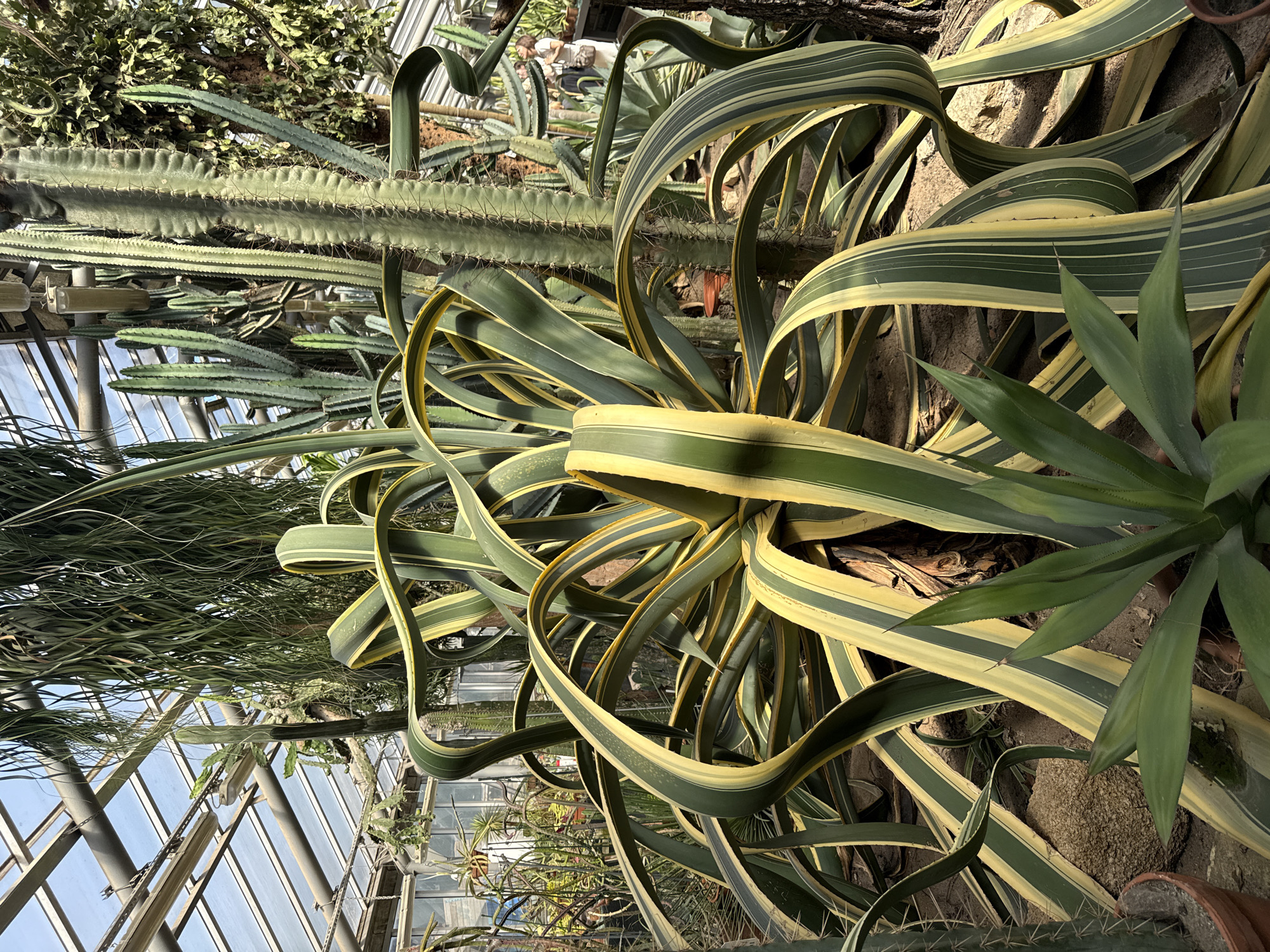 This is a medium shot, taken indoors, of a variety of large succulent plants, primarily cacti and agave, in a greenhouse. In the foreground, a large variegated agave plant dominates the frame with its broad, arching, green and yellow striped leaves. Behind it, several tall, ribbed cacti stand upright. The background shows more succulents, hanging plants, and the glass and metal structure of the greenhouse ceiling, with sunlight streaming through. The scene appears to be in a botanical garden. The location is not specified as being in the city of Saint Petersburg, Russia.