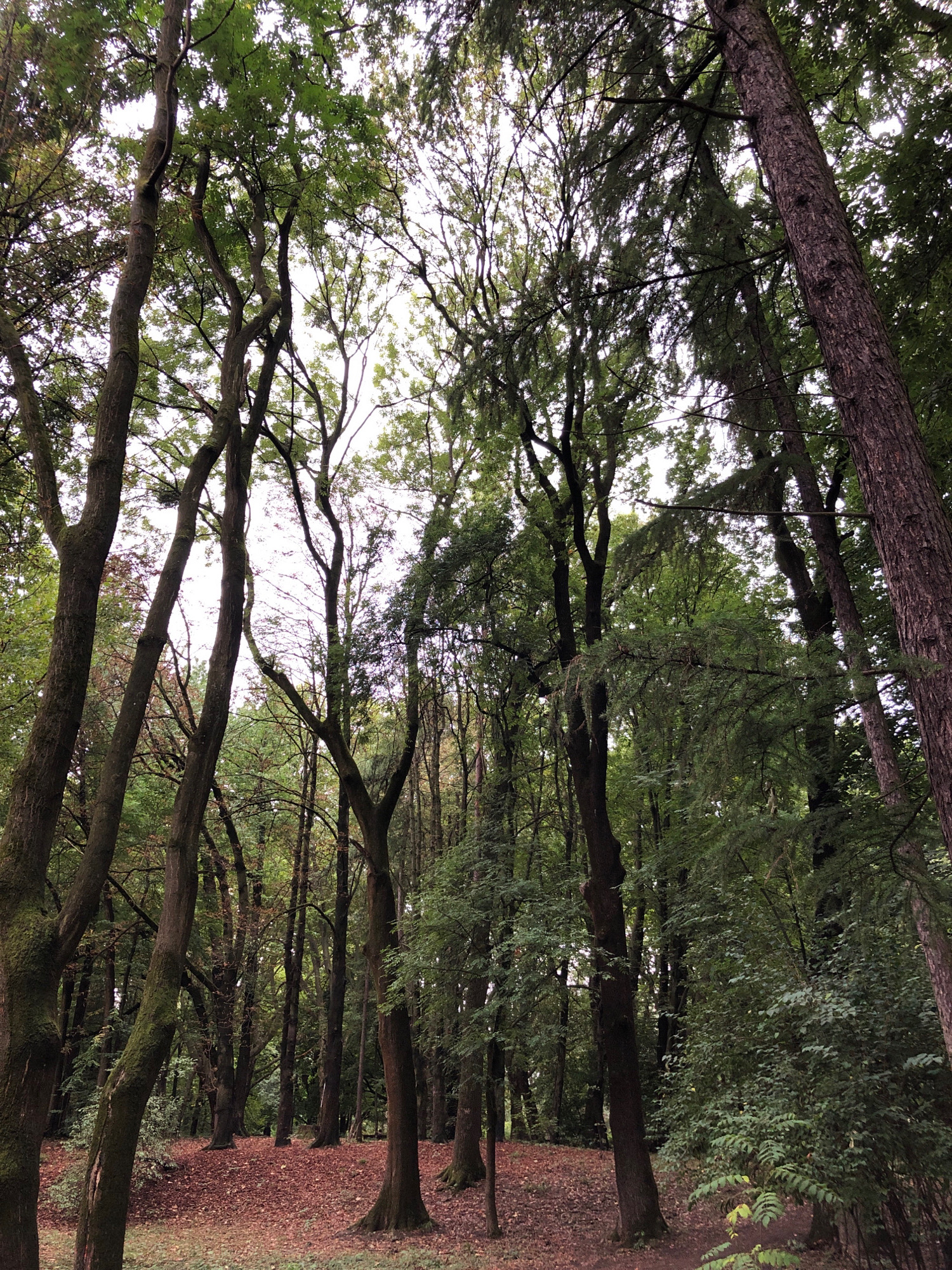 The image depicts a forest floor covered in fallen leaves, with numerous tall trees towering above. The canopy of the trees is dense, with leaves and branches obscuring much of the sky, which appears overcast. The trunks of the trees vary in thickness and texture, with some showing moss growth. The overall impression is of a natural woodland environment. This scene is consistent with areas within the Lviv Arboretum in Lviv, Ukraine, a protected green space known for its diverse collection of trees and natural landscapes. There are no people, animals, or specific objects of interest visible in the frame. The environment is entirely natural and unmanaged within the context of a park setting.