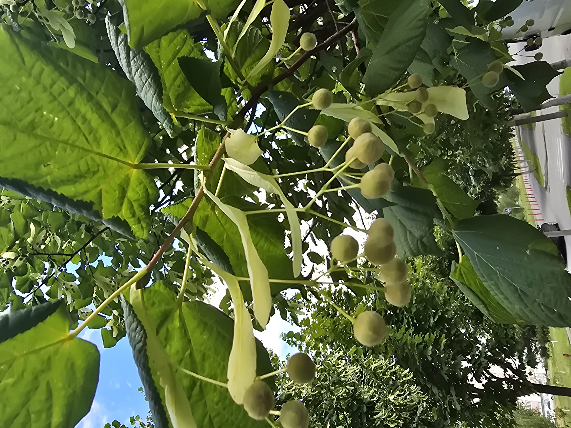This is a close-up, low-angle, vertical shot of linden tree fruit and leaves. The fruit are small, spherical, and greenish, hanging in clusters from thin stems. Some of the fruit are surrounded by light-colored, elongated bracts. Large, dark green leaves, some with visible veins, fill the foreground and frame the view. Behind the linden tree, other green trees are visible. The background shows a paved road, a sidewalk with a bike lane, and a line of trees lining the road. In the distance, a few parked cars and some buildings can be seen. The sky, visible through gaps in the leaves, is blue with some clouds. The scene appears to be in an urban or suburban environment, specifically identified as Sofiivska Borshchahivka, Ukraine, likely a street lined with linden trees. No people are visible in the image.