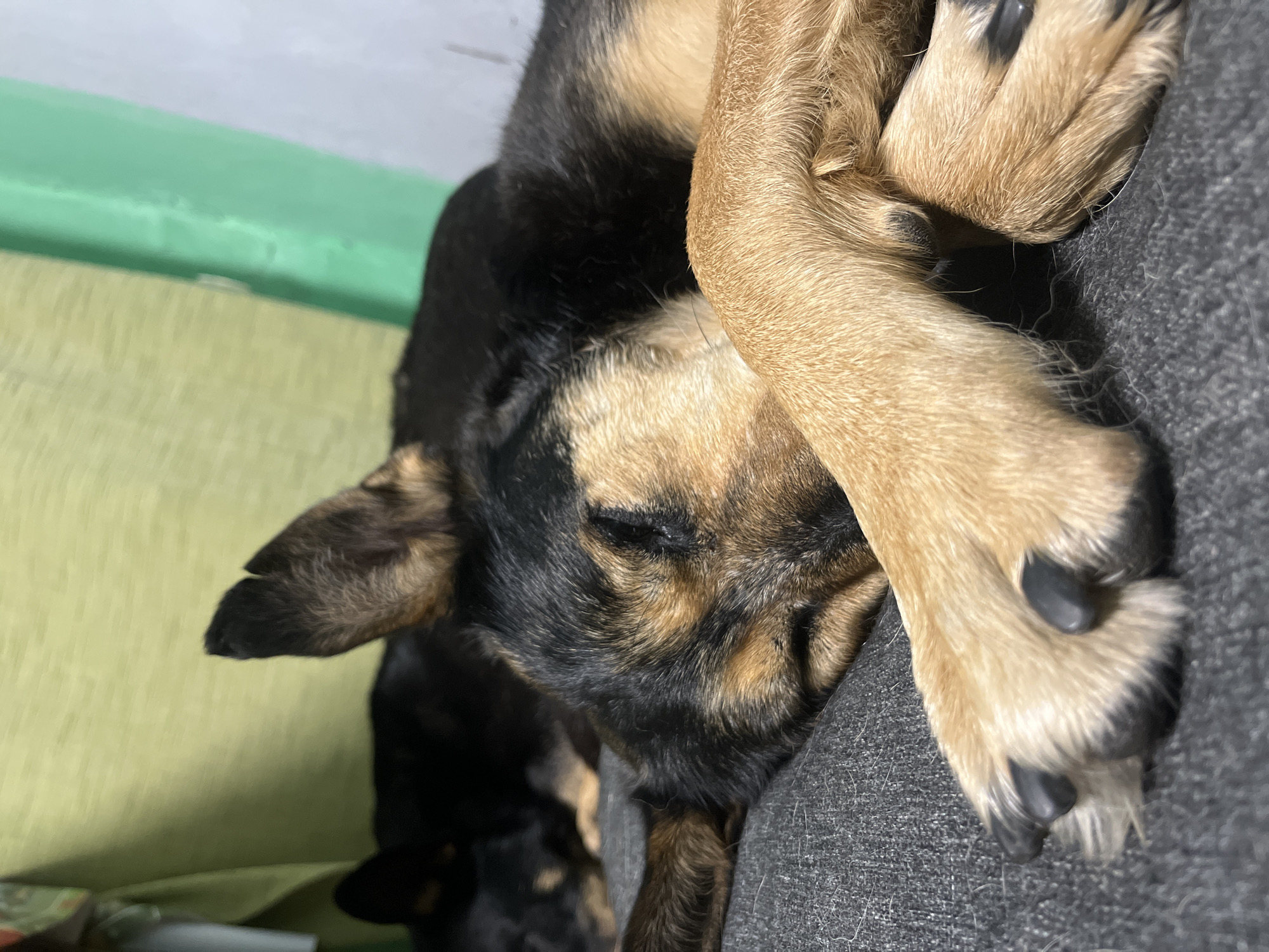 The media file captures a close-up, vertical shot of a sleeping dog. The primary subject is a medium-sized dog with black and tan fur, often referred to as sable or tricolor, with prominent tan markings on its muzzle, eyebrows, and paws. The dog's eyes are closed, indicating it is fast asleep. One of its front paws, with tan fur and dark paw pads, is casually resting over its face, suggesting a relaxed and peaceful state.
The dog is lying on a textured, dark grey surface, likely upholstery from a couch or armchair. In the background, to the left of the dog, there is a light green wall or panel, with a lighter, slightly yellowish-green surface below it. The lighting is soft and even, consistent with an indoor setting.
The activity taking place is the dog resting or sleeping comfortably. The overall mood conveyed is one of tranquility and domestic peace. There are no people visible, and no visible text in the image. The scene is clearly indoors, likely within a home in Nizhny Tagil, Russia.