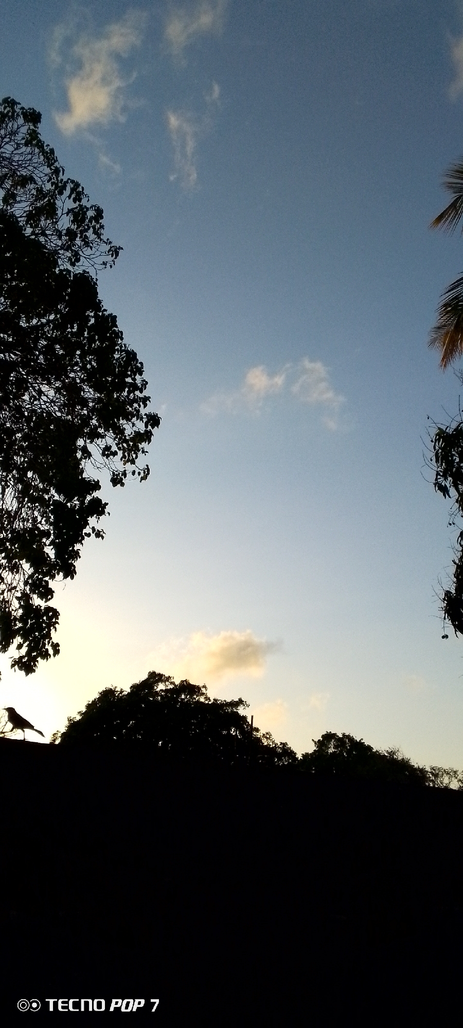 The image is a low-angle shot of the sky at dusk, likely taken in Altagracia, Venezuela. The sky is a mix of pale blue and yellow, with scattered, small white clouds. Silhouetted trees frame the shot on both sides and at the bottom. A bird is visible in silhouette on the left side, perched atop what appears to be a dark, solid surface. The bottom of the image is dark, likely showing the ground or a structure against which the photo was taken. "TECNO POP 7" is visible in white text in the bottom left corner.