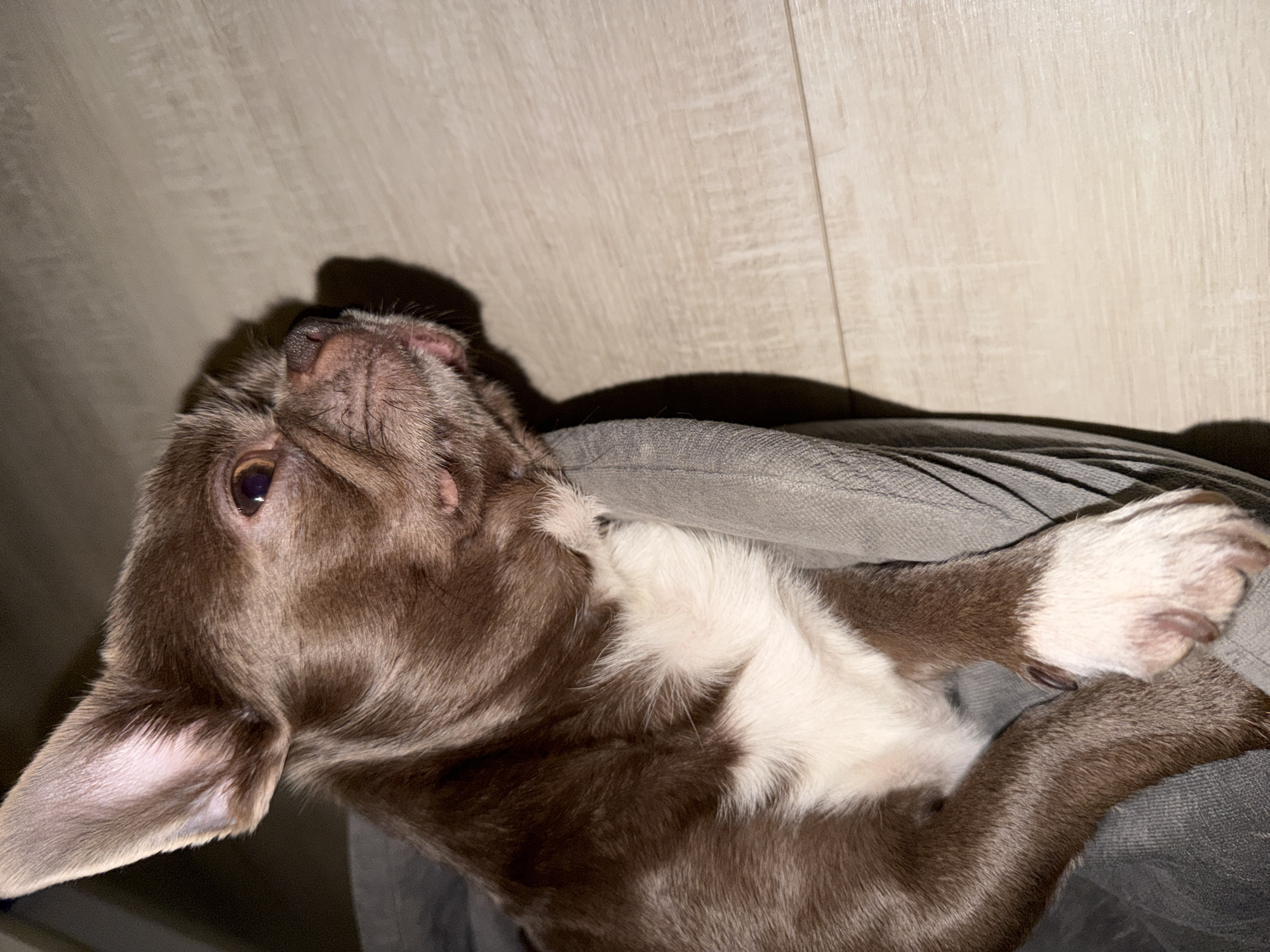 A brown and white puppy lies on a gray surface, possibly fabric, with its head tilted back. The puppy's eye is visible, and its paws are crossed. A light-colored wall is in the background. There is no evidence to indicate that the image was taken in Votkinsk, Russia.