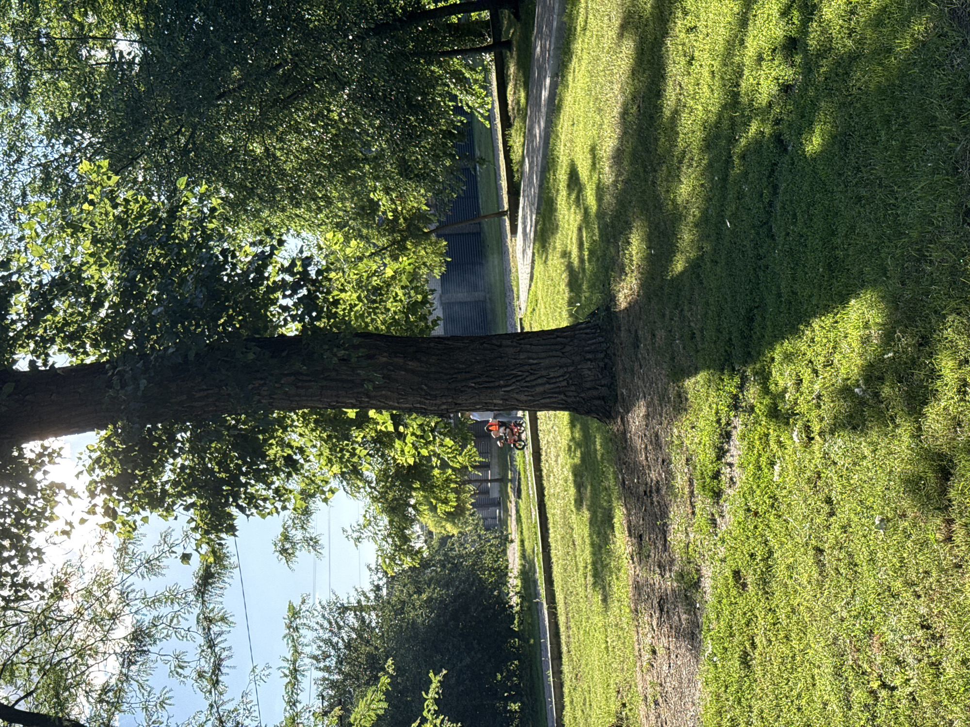 The media file captures a sunlit scene in a park, likely during the daytime due to the bright lighting and distinct shadows. The foreground is dominated by the thick trunk of a large tree, with lush green foliage extending upwards and to the left, suggesting a warm, possibly summer day with clear skies. A paved path runs alongside the tree, curving gently into the background. To the right of the path, a vibrant green lawn is bathed in sunlight, with dappled shadows cast by unseen trees.
In the middle ground, a young person is riding a bicycle along the path. The cyclist, wearing a red shirt and black shorts, appears to be enjoying a leisurely ride. Further in the background, more trees and what seem to be buildings or structures are visible, partially obscured by the greenery. The overall atmosphere is peaceful and idyllic, evoking a sense of outdoor recreation and natural beauty. There is no visible text in the media file.
