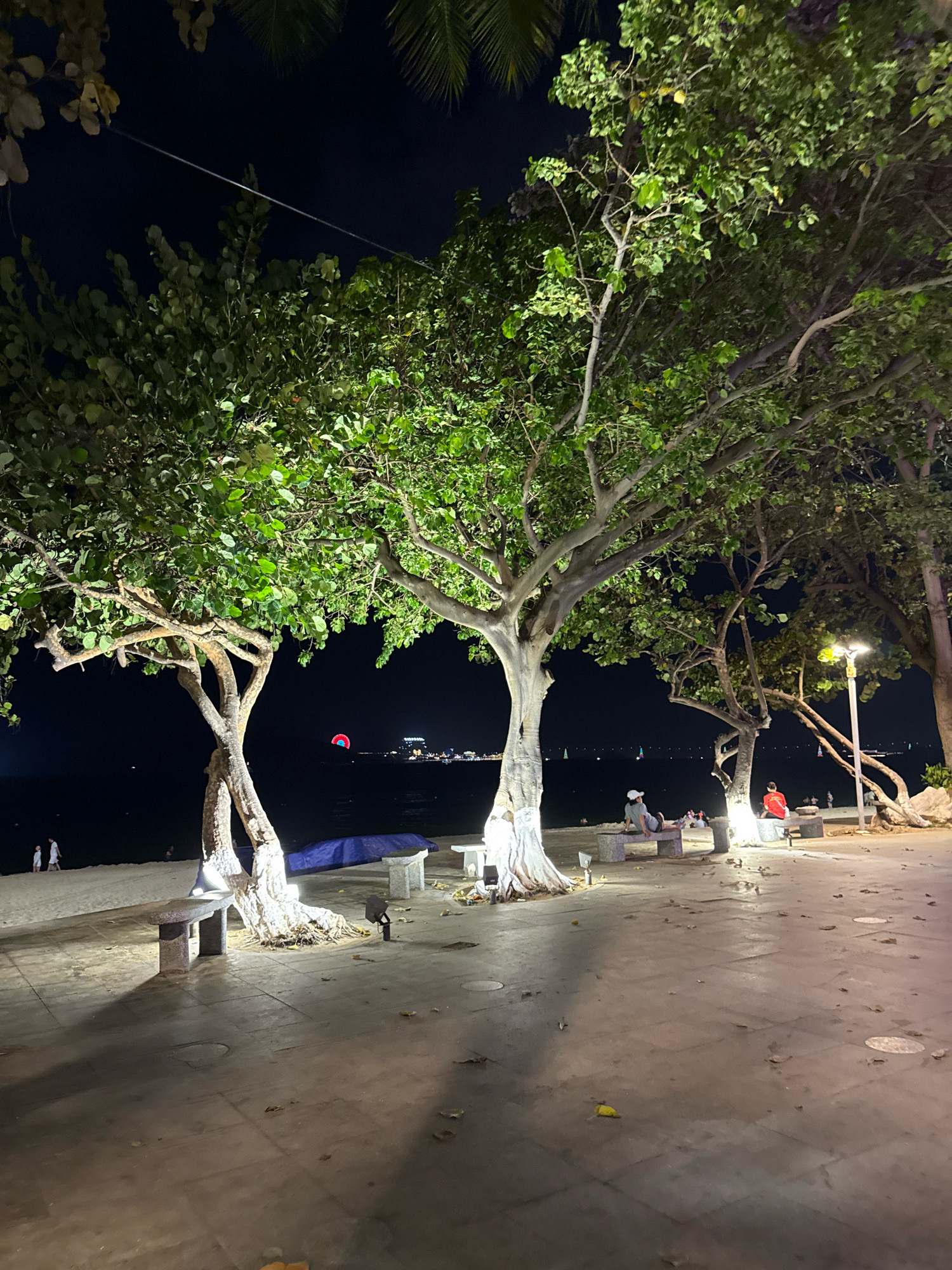 The image depicts a nighttime scene at a beachside promenade in Nha Trang, Vietnam. Several large trees with full canopies are illuminated, casting shadows on the tiled walkway. In the foreground, stone benches are placed along the walkway. To the left, a sandy beach is visible with a few people walking. The sea is in the background, with a few sailboats and buildings on the horizon. A colorful hot air balloon is visible in the distance over the water. The overall atmosphere is serene and illuminated, with artificial lighting highlighting the trees and walkway.