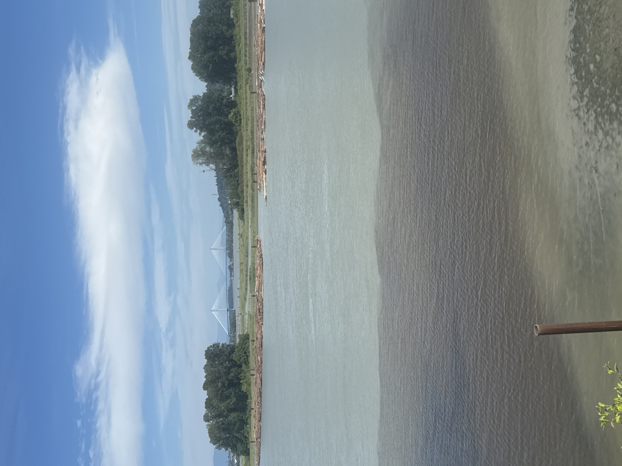 The image depicts a river scene in New Westminster, Canada, under a bright blue sky with scattered white clouds. The river is divided into two distinct color zones: the foreground is a darker, murky brown, while the mid-ground and background water is a lighter, greenish-grey. Floating in the lighter water are several rafts of logs, arranged in parallel rows. Beyond the rafts, a lush green treeline forms the distant bank, with some trees appearing denser than others. In the far distance, two prominent cable-stayed bridges with tall white towers are visible, spanning the horizon. The overall environment suggests a natural landscape combined with industrial elements, likely a port or logging area. There are no people visible in the image, and no overt actions or interactions are taking place. The scene is static and appears to be captured from a vantage point overlooking the river.