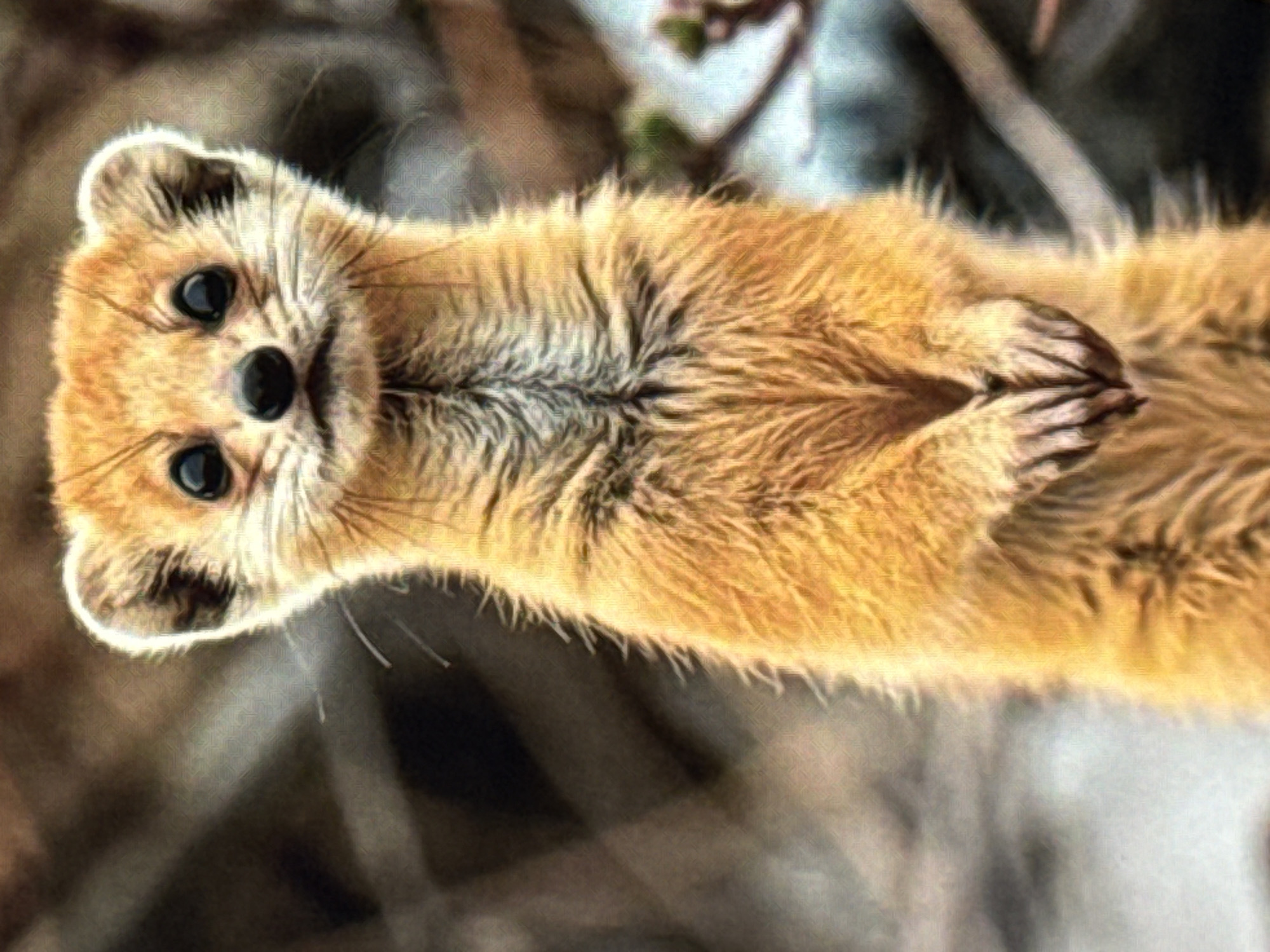 A small, tan-colored animal, resembling a weasel or mongoose, stands upright on its hind legs, its front paws clasped together. The animal has large, dark eyes, a dark nose, and prominent whiskers. Its fur is fluffy and light brown with darker stripes down its chest. The background is blurred and appears to be a natural environment with muted colors of brown and gray, possibly branches or foliage. There is no indication of any urban setting, including Norilsk, Russia.