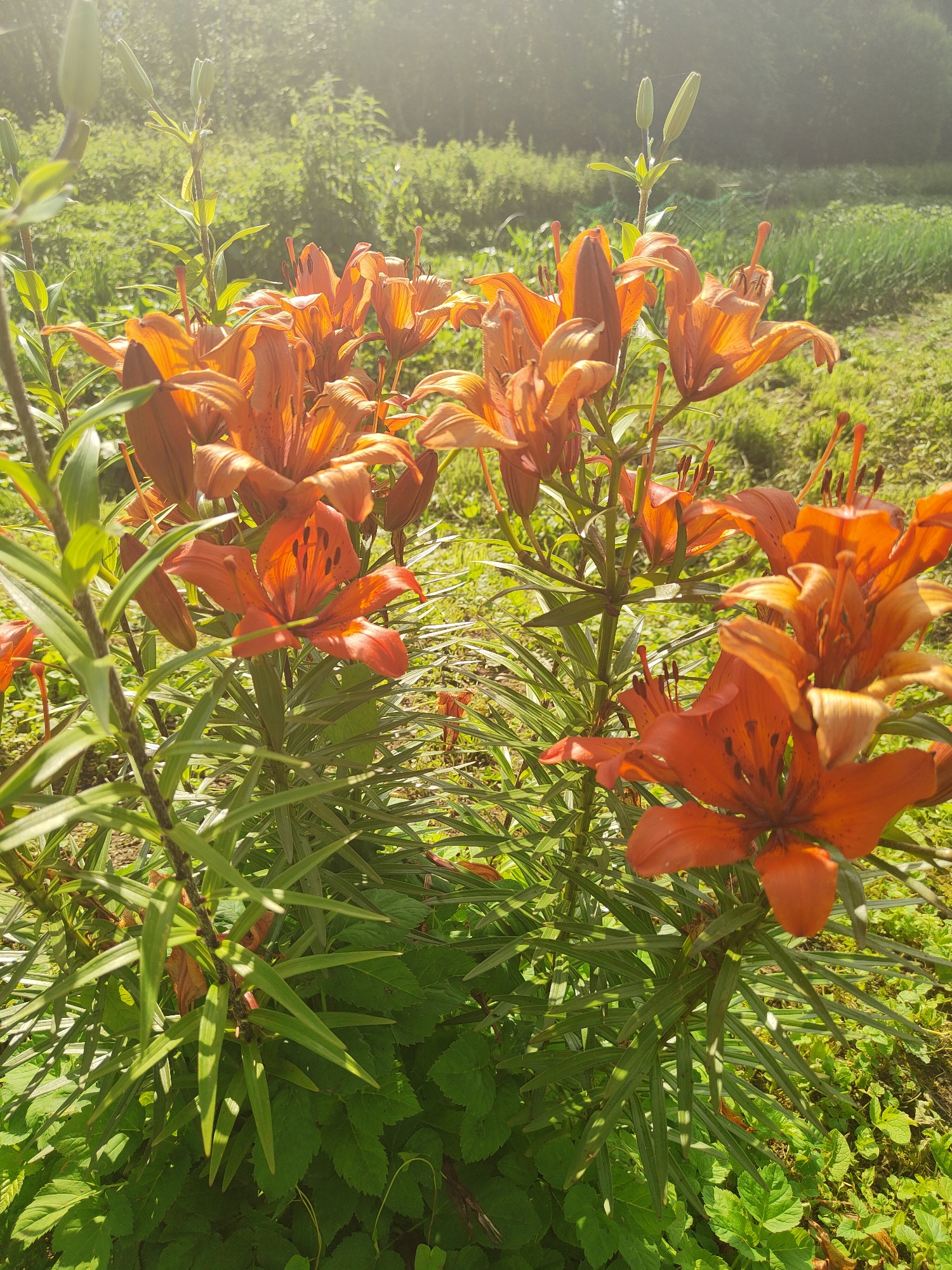 In a sun-drenched garden in Olenino, Russia, a cluster of vibrant orange lilies blooms amidst lush green foliage. The flowers, with their distinctive petals and prominent stamens, are the focal point of the image. Their petals exhibit a rich orange hue, some appearing almost fiery, with subtle dark speckles adding depth to their centers. The leaves of the lilies are long and slender, a deep green that contrasts with the bright blossoms. Surrounding the lilies, other plants with broader, darker green leaves form a dense undergrowth. In the background, the scene transitions to a soft focus of trees and more greenery, bathed in a gentle haze of sunlight that creates a bright, diffused effect, suggesting a warm, possibly late afternoon, atmosphere. There are no people or animals visible in the image. The composition is natural and slightly informal, capturing the essence of a blooming garden.
