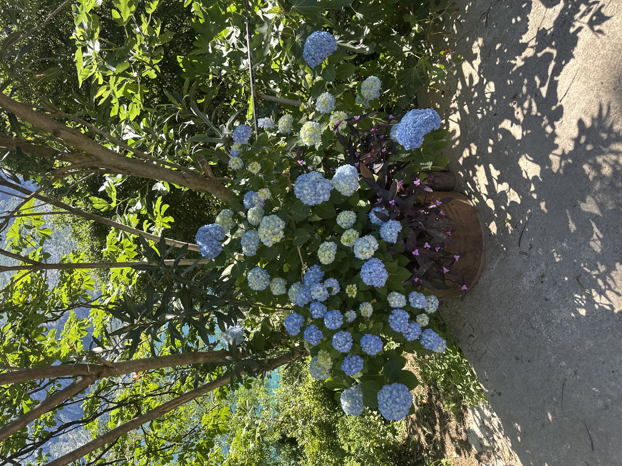 The image depicts a cluster of blue hydrangeas in a pot, situated beside a concrete surface. The pot also contains plants with dark purple foliage and small pink flowers. Behind the hydrangeas, a tree with green leaves and exposed branches is visible. In the background, a glimpse of the coast can be seen, which allows us to place the location in Prčanj, Montenegro. The shadows of leaves fall across the concrete, suggesting a sunny day.