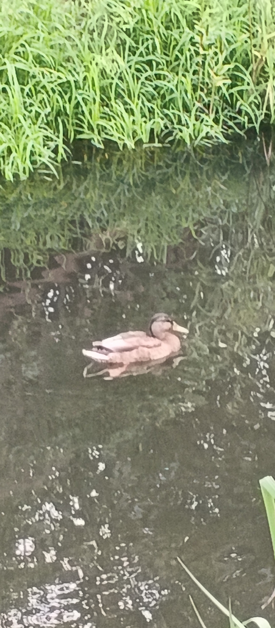 In Berehove, Ukraine, a duck swims in a body of water next to lush green grass. The duck is a light brown color with darker markings and a yellow beak. It is positioned in the lower middle of the frame, facing to the right. The water is dark and reflective, with some dappled light on its surface. The grass, which appears to be the edge of a lawn or a field, takes up the top third of the image. The scene depicts a serene moment in nature.