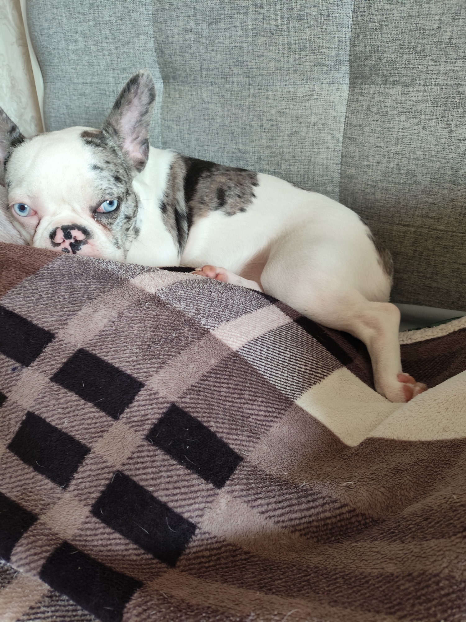 A French bulldog puppy with blue eyes and merle coloring is lying on a patterned blanket on a sofa. The puppy is resting its head on its paws and is looking towards the camera. The sofa is upholstered in a gray textured fabric. The blanket is a brown and cream plaid pattern with black squares. The background is out of focus. The image is taken from a slightly high angle.