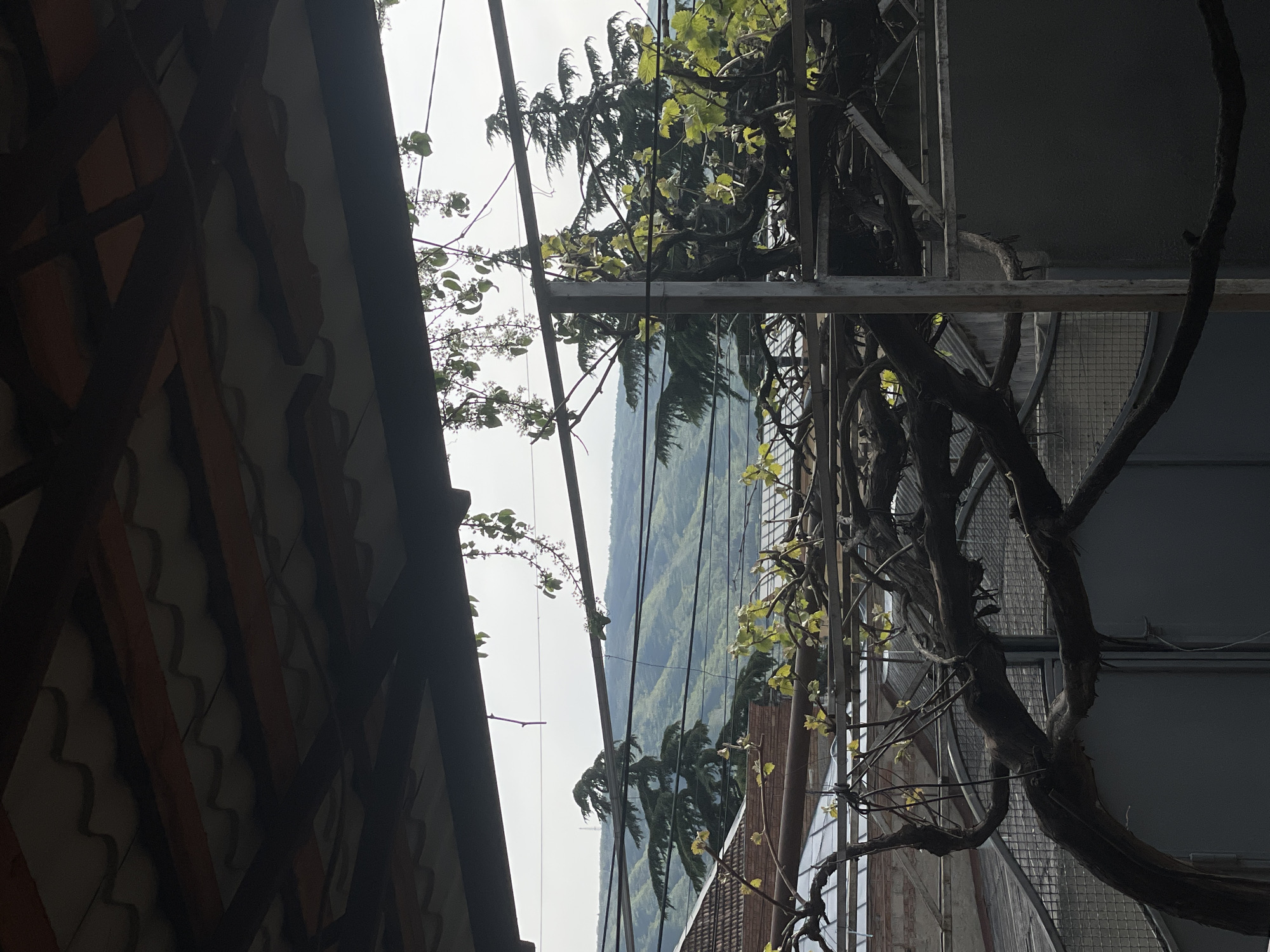 The image captures a serene outdoor view, likely from a covered balcony or patio, looking towards a mountainous landscape. In the foreground on the left, the underside of a dark-tiled overhang or roof is visible, patterned with geometric shapes in dark brown and lighter hues. Adjacent to this, a robust metal trellis supports a thick, gnarled vine with vibrant green leaves, suggesting a thriving plant, possibly a grapevine. Several thin wires crisscross the middle ground of the frame.
Beyond these foreground elements, a hazy, bright sky dominates, giving way to a distant panorama of lush, green mountains. The mountains appear in successive layers, conveying depth and the expansive nature of the terrain. Some dense, dark green foliage, possibly cypress or similar trees, are visible against the mountain slopes. On the far right, a section of an adjacent building or structure is visible, characterized by a dark wall and a metal mesh panel.
The scene is illuminated by diffused daylight, indicating an overcast or hazy day without direct sunlight. There are no people visible, and no specific activities are taking place, contributing to a tranquil and static atmosphere. The mountainous backdrop aligns with the provided context of Tbilisi, Georgia. No visible text is present in the image.