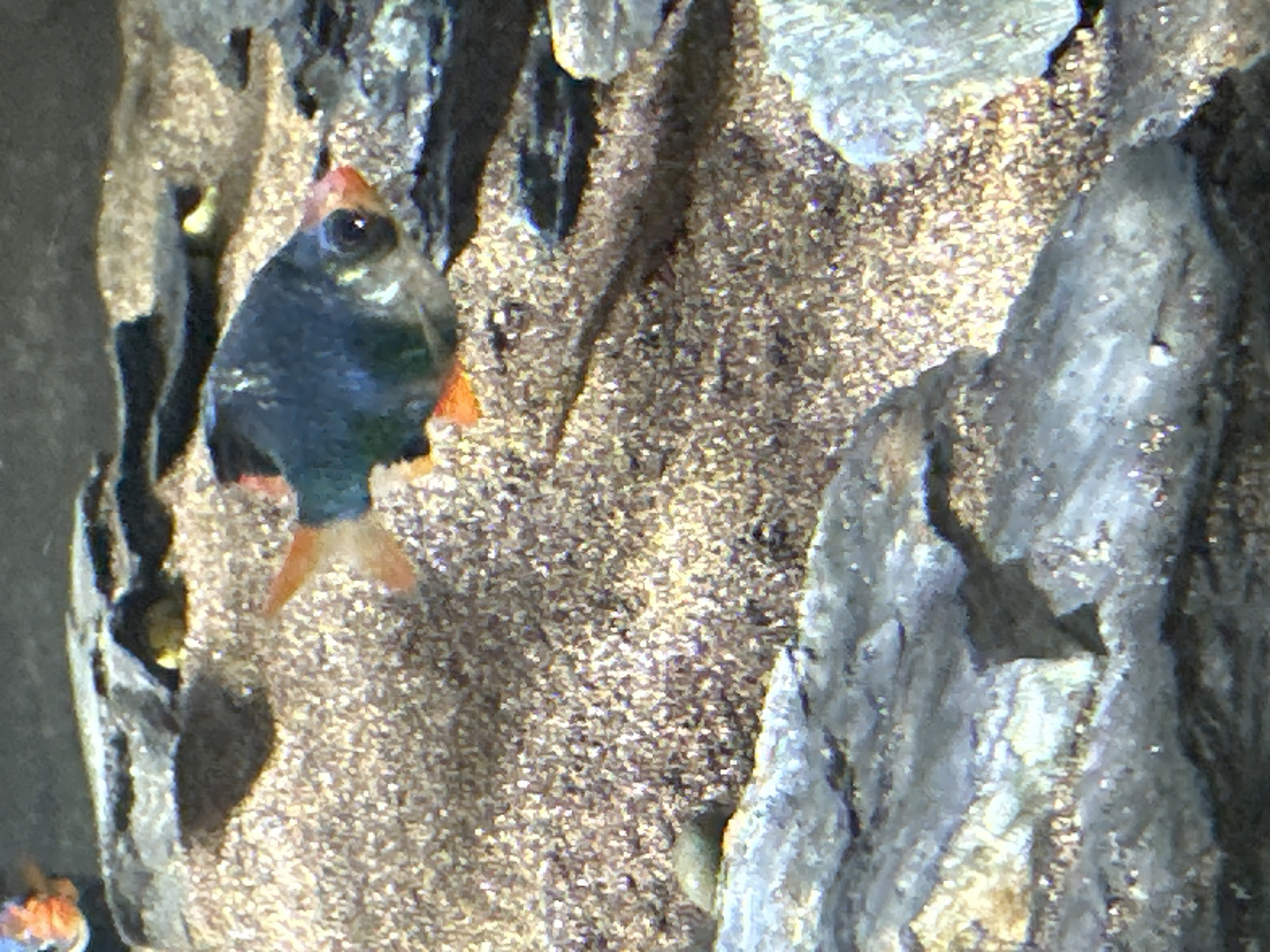 The image is a close-up, slightly blurry photograph of a fish tank. The substrate is a light brown gravel. There are several rocks of varying sizes and textures scattered throughout the tank. In the center of the image, a single fish is visible, swimming from left to right. The fish has a dark blue-green body with orange fins and a reddish-orange face. Its eye is dark and appears to be looking forward. To the far left of the image, another fish is partially visible, with an orange and blue head. The lighting is somewhat dim, casting shadows from the rocks onto the gravel. The image is a still shot and does not depict any action or interaction between subjects. There is no indication of the city of Đà Nẵng, Vietnam, or any other specific geographic location.
