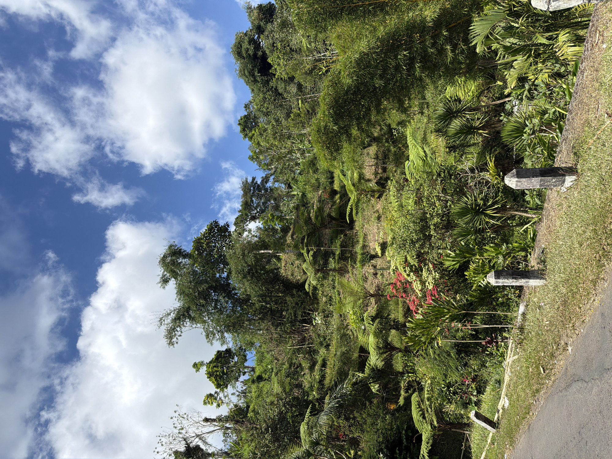 The image depicts a lush, green hillside covered in dense vegetation, characteristic of the tropical environment of Baturiti, Indonesia. The foreground features a paved road on the left side, bordered by a grassy shoulder adorned with two stone marker posts. The hillside itself is a vibrant tapestry of various plants, including large ferns, bamboo, and other tropical trees and shrubs. Some vibrant red and yellow flowers add splashes of color amidst the predominantly green foliage. The sky above is a brilliant blue, dotted with fluffy white clouds. The overall scene conveys a sense of natural beauty and a tranquil, rural atmosphere.