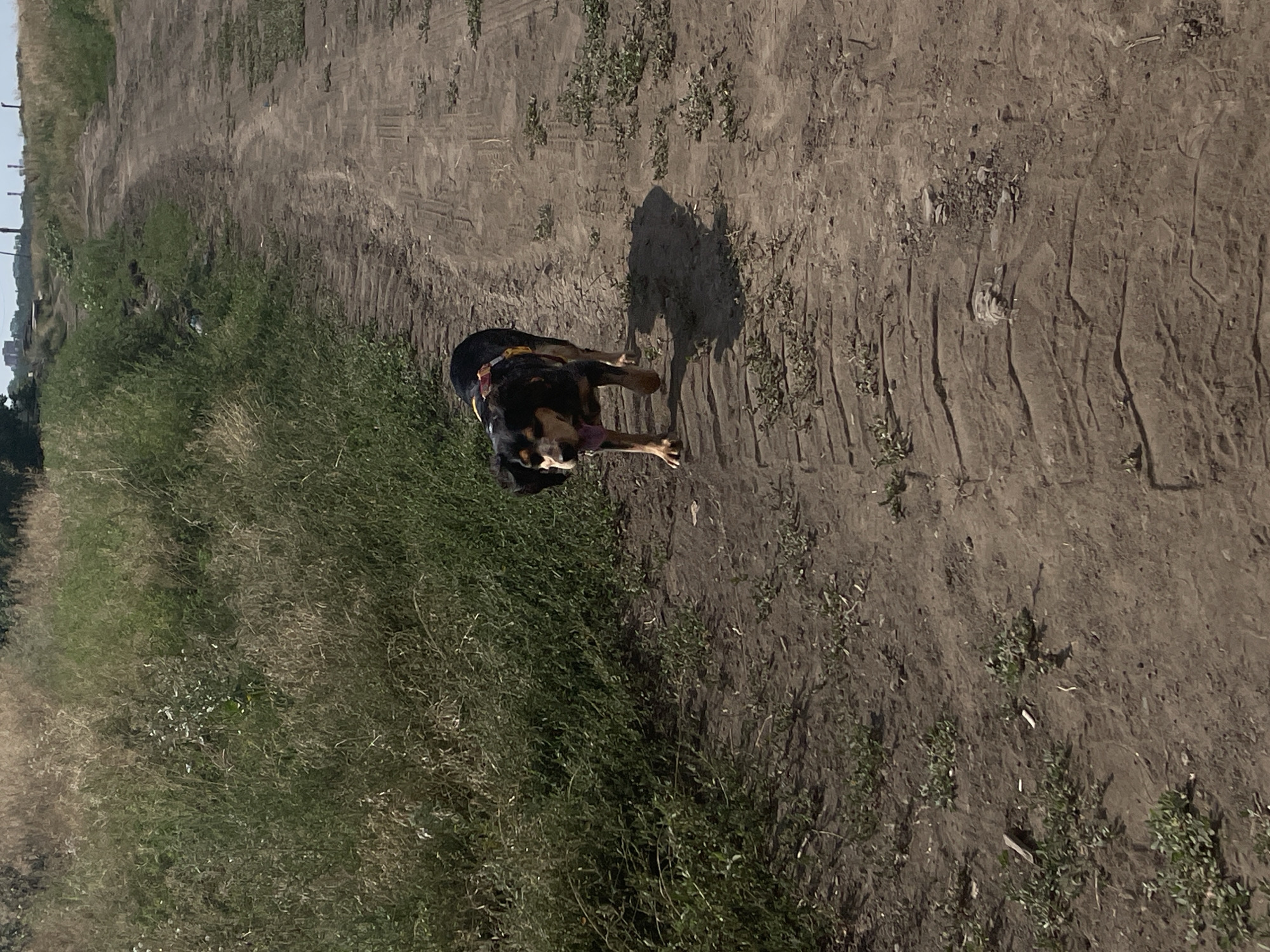 A medium-sized dog with black, tan, and white markings walks on a dirt road in Rostov-on-Don, Russia. The dog is wearing a red and yellow harness and has its tongue hanging out. The road is flanked by tall, dry grass and weeds on the left side and is narrower and less overgrown on the right. In the distance, a few industrial buildings and smokestacks are visible against a clear blue sky. The ground on the road is uneven and shows tire tracks. The lighting suggests it is a sunny day.