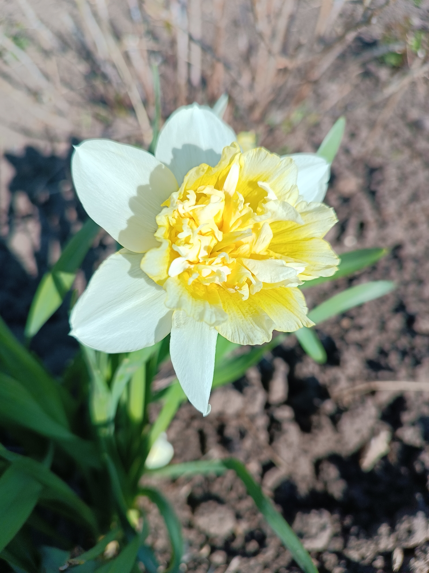A close-up, full-frame shot reveals a daffodil in bloom against a background of soil and dried plant stalks. The flower's petals are primarily white with a ruffled, yellow center. Green leaves surround the base of the flower. The location is Chaikovsky, Russia, based on provided context.