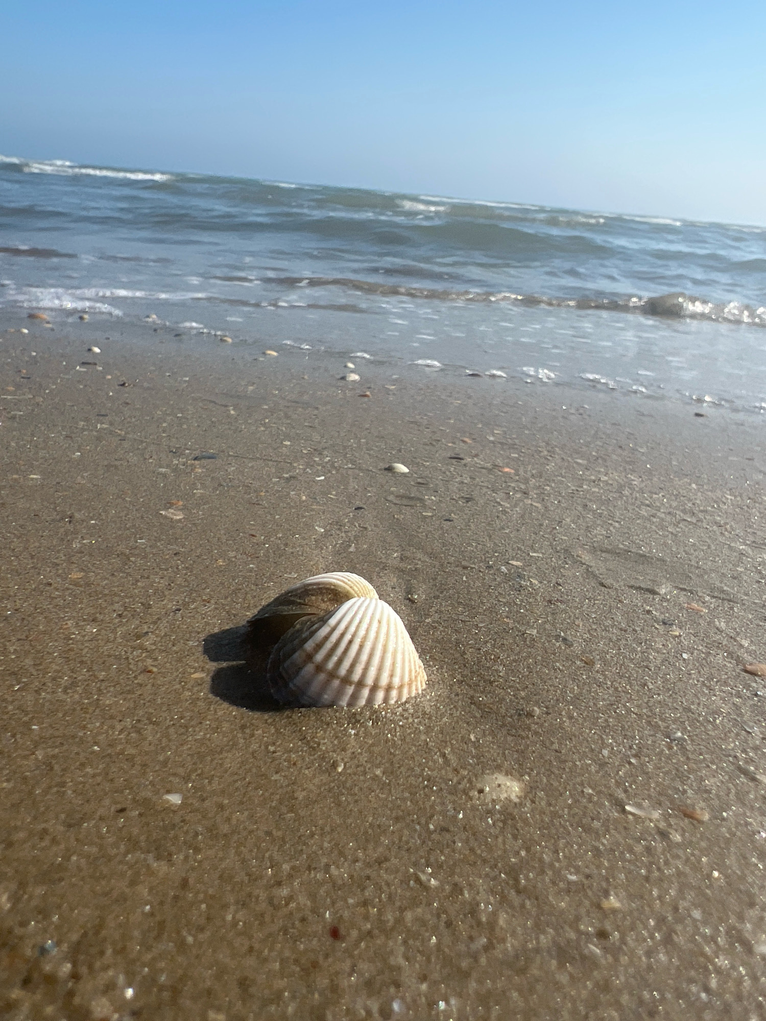 Two seashells rest on a wet, sandy beach, with the shallow waves of the Caspian Sea lapping at the shore. The sky is clear and blue. The scene is devoid of people or any man-made structures, evoking a sense of natural tranquility. The location is the city of Kaspiysk, Russia.
