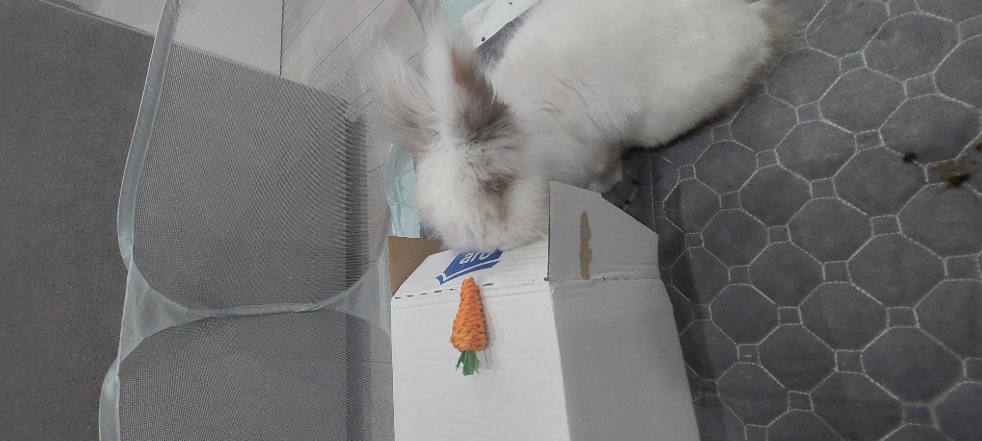 A fluffy, primarily white rabbit rests atop a white cardboard box. Affixed to the front of the box is a small toy carrot. The rabbit's head is positioned near the edge of the box, appearing to investigate or interact with it. The box itself has a blue and white logo on its upper surface. To the left, a gray hanging organizer with mesh pockets is partially visible. The surface beneath the rabbit and the box is a gray patterned mat. The background consists of white tiles. There is no evidence to indicate the image was taken in Yagodovo, Bulgaria.
