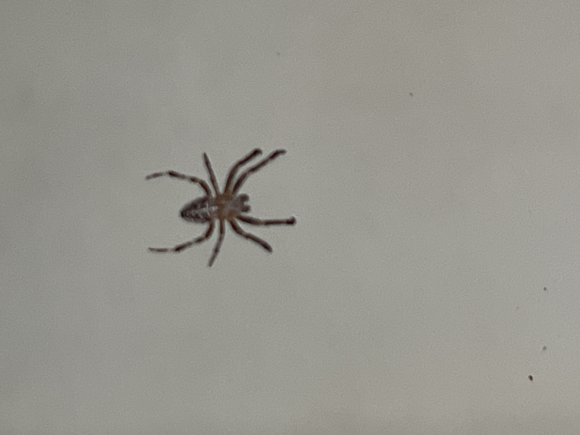 A single spider is centrally located on a plain, light-colored surface, possibly a wall or ceiling. The spider is dark brown and appears to be in a typical resting or walking position, with its eight legs spread out. The background is a uniform light grey, with some subtle texture and a few small, out-of-focus dark spots, possibly dust or debris, present in the lower portion of the image. The lighting is even, and there are no other discernible objects or features in the scene. The spider is the sole subject of focus.