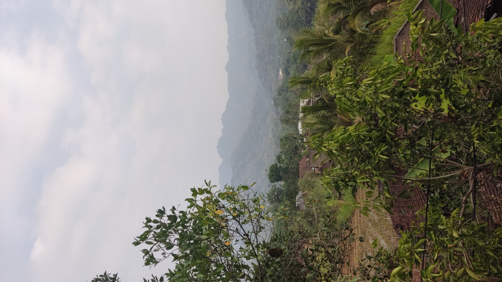 The image captures a hazy, distant view of rolling hills and mountains under an overcast sky. In the foreground, lush green foliage from trees dominates the left and bottom portions of the frame. Peeking through the leaves are glimpses of rooftops, indicating a settlement within a rural or semi-rural environment. Some of the rooftops appear to be made of clay tiles, and one area shows what looks like a rice paddy or cultivated field. The overall impression is one of a serene, natural landscape with human habitation integrated into it, likely situated in a tropical or subtropical region given the vegetation. The location is identified as Ngadiharjo, Indonesia.