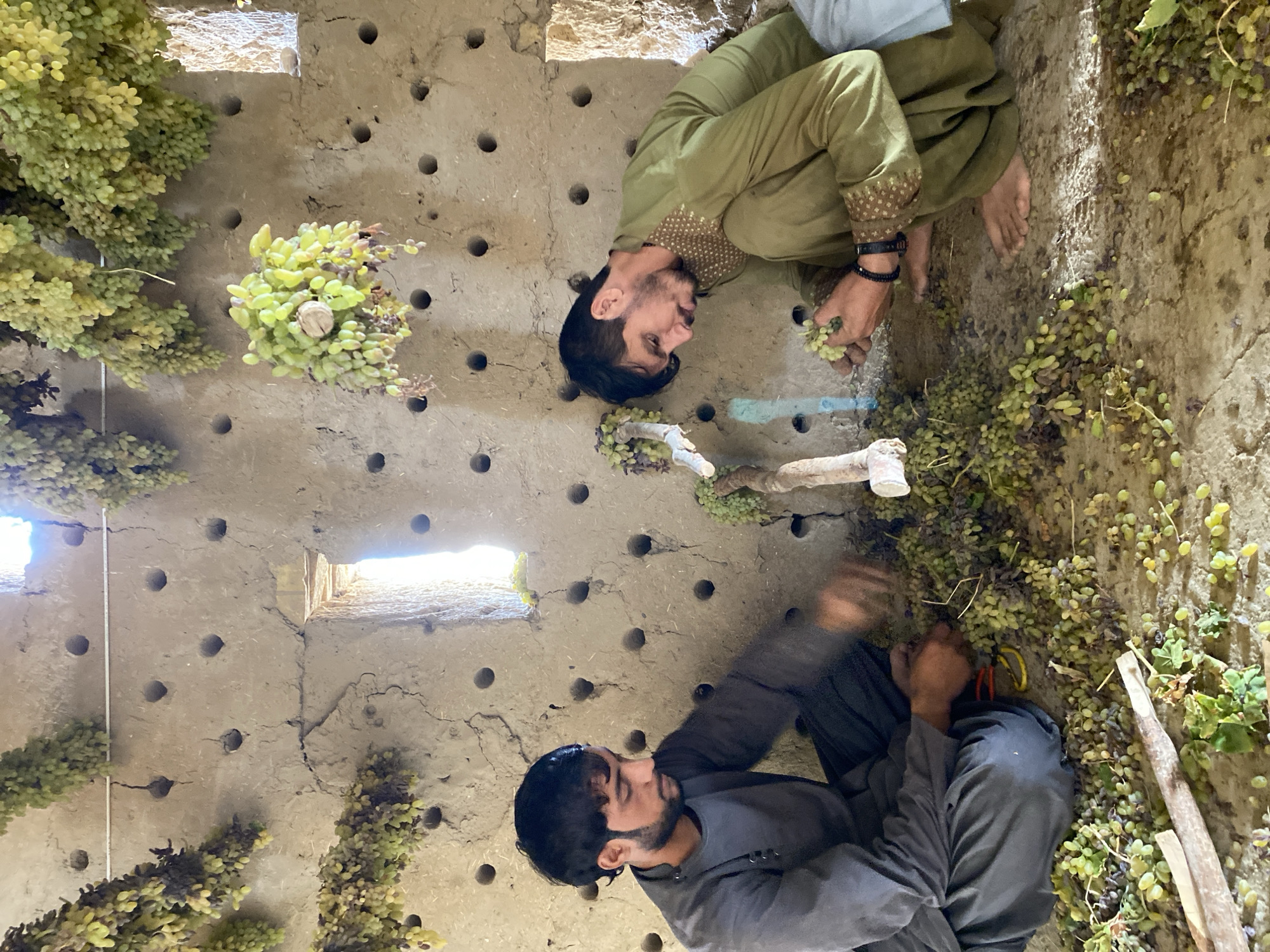 Two men are processing grapes inside a mud-brick structure, likely a traditional grape drying house or cellar, in Senjaray, Afghanistan. The walls are made of rough-hewn mud bricks with numerous circular perforations, presumably for ventilation. Bunches of green and purplish grapes hang from the ceiling and from branches attached to the wall.
The man on the left, wearing a dark grey tunic and trousers, is seated and appears to be sorting or trimming grapes. He is using scissors and has a pile of grapes in front of him. The man on the right, dressed in a green tunic and trousers with an embroidered trim, is also seated and appears to be inspecting and handling a bunch of grapes. Both men are barefoot. The floor is covered with a scattering of grapes and debris. A narrow window opening is visible in the upper central part of the wall, allowing a sliver of sunlight to enter. The overall environment suggests a rural agricultural setting focused on grape preservation.