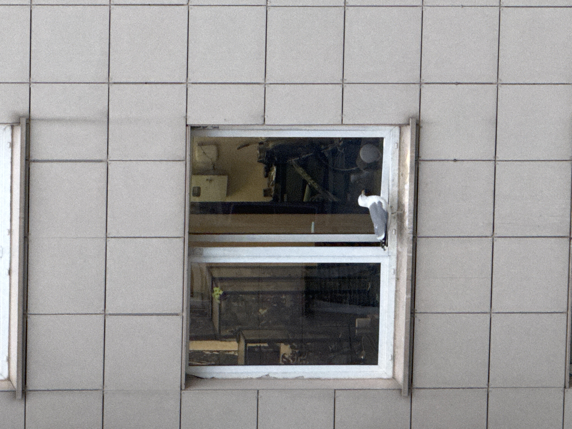 The image shows an exterior wall covered in square tiles. There is a window near the center of the image, through which an interior space is visible. A cat is perched on the window frame, partially inside and partially outside. A second window is visible on the left edge of the image. The location of the scene is unknown.