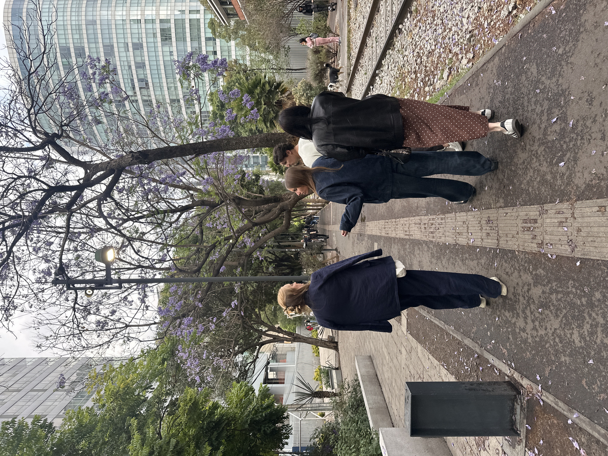 Here is a description of the image:
The image shows a group of four people walking along a tree-lined path in Mexico City, Mexico. The path runs parallel to a set of railroad tracks with a scattering of purple flowers. Tall buildings are visible in the background. The first person is wearing a dark dress with white sneakers and a black jacket. The second person has light hair and is wearing a jean jacket and dark pants, also with white sneakers. The third person has blonde hair pulled back, a long navy blue jacket, dark pants, and white sneakers. The person in the back is walking two dogs on the other side of the tracks and wearing pink attire. The scene is bathed in natural light with blooming trees casting shadows on the path.