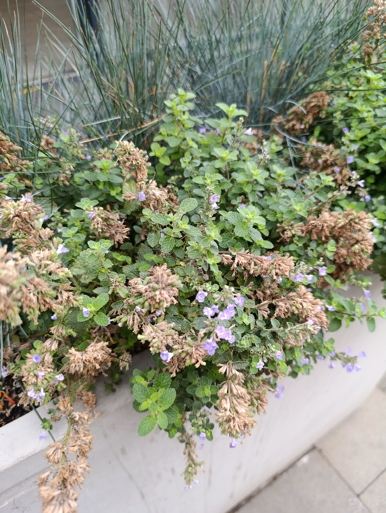 The image displays a close-up view of a planter box filled with a variety of plants. In the foreground, there is a dense arrangement of green, leafy plants with small clusters of dried, brown flower heads and some delicate purple blossoms interspersed throughout. To the left and behind these, are tall, slender, grey-green blade-like leaves of what appears to be ornamental grass. The planter box is a light grey, concrete-like material and the background is out of focus, showing hints of a building's facade and paving stones. The scene is likely outdoors in an urban setting.