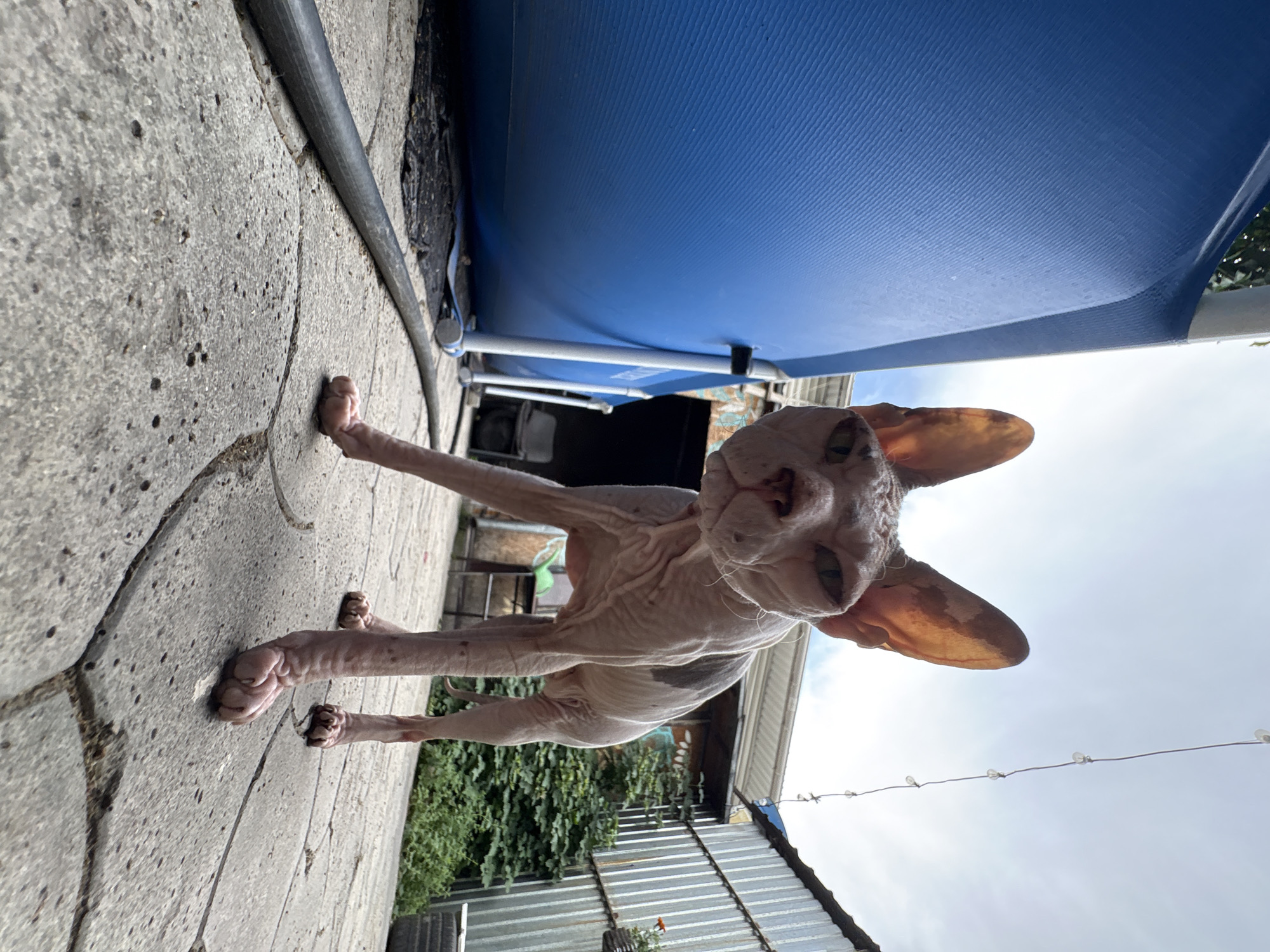 An unusual, low-angle shot captures a hairless cat with large ears standing on a paved courtyard. The cat's pinkish skin is visible, with some darker patches on its back. To the left of the cat is the side of a large, bright blue inflatable pool, its textured surface filling a significant portion of the frame. A thick black hose lies on the ground in front of the pool, extending towards the foreground.
In the background, there's a glimpse of what appears to be a backyard or outdoor living space. A corrugated metal wall stands to the right, with some green foliage and what looks like a small shed or building structure behind the cat. The sky above is overcast with some clouds.
The perspective makes the cat appear imposing, as if it is about to approach the viewer. The scene suggests a casual, perhaps domestic, outdoor setting. The question of its location in Almaty, Kazakhstan, is not explicitly answered by any visual cues within the image itself.