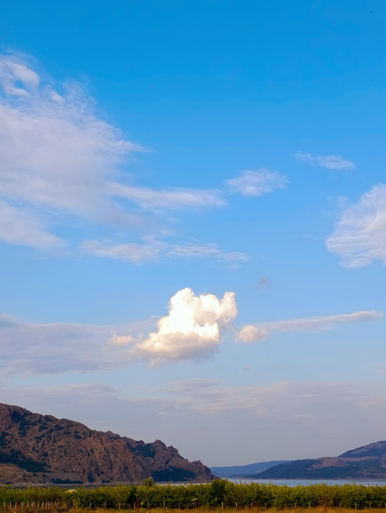 An outdoor, low-angle, vertical shot captures a bright, daytime scene under a vast, clear blue sky populated with scattered, white, cumulus clouds. The sky occupies roughly the top two-thirds of the frame. Below, a range of rugged, brown-and-green mountains stretches across the mid-ground, their peaks jagged and textured. In front of the mountains, a vibrant green line of trees, likely a vineyard or orchard, runs horizontally along the bottom edge of the image, with visible wooden stakes in the foreground. The sea or a large body of water is visible in the distance, nestled between rolling hills. No people or animals are present. The overall atmosphere is serene and rural.