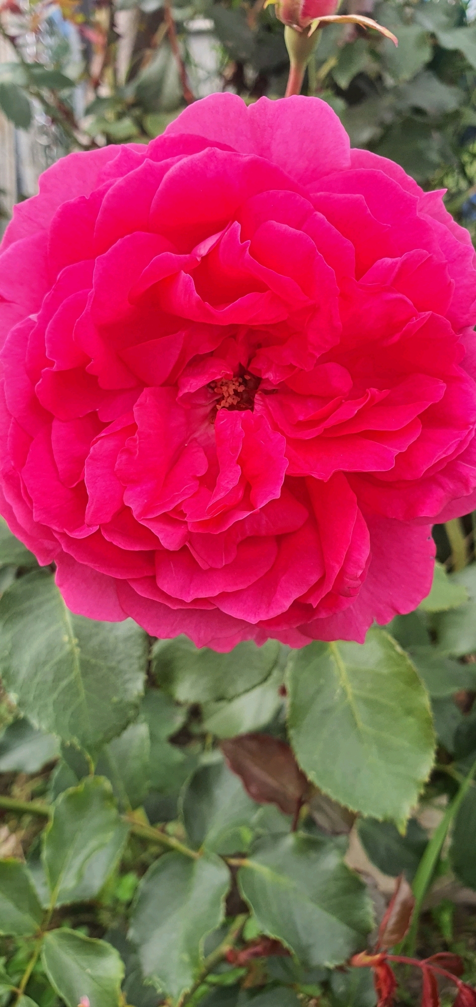 A close-up, vertical, medium shot captures a vibrant fuchsia-pink rose in full bloom. The rose's petals are densely packed, layered, and ruffled, creating a textured and voluminous appearance. At the very center of the bloom, a small cluster of brown stamens is visible. The rose is set against a blurred background of green rose leaves and a hint of a pink rosebud at the top. The environment appears to be an outdoor garden. There is no visible presence of people or any specific indication of the location being the city of Chastoe, Russia.