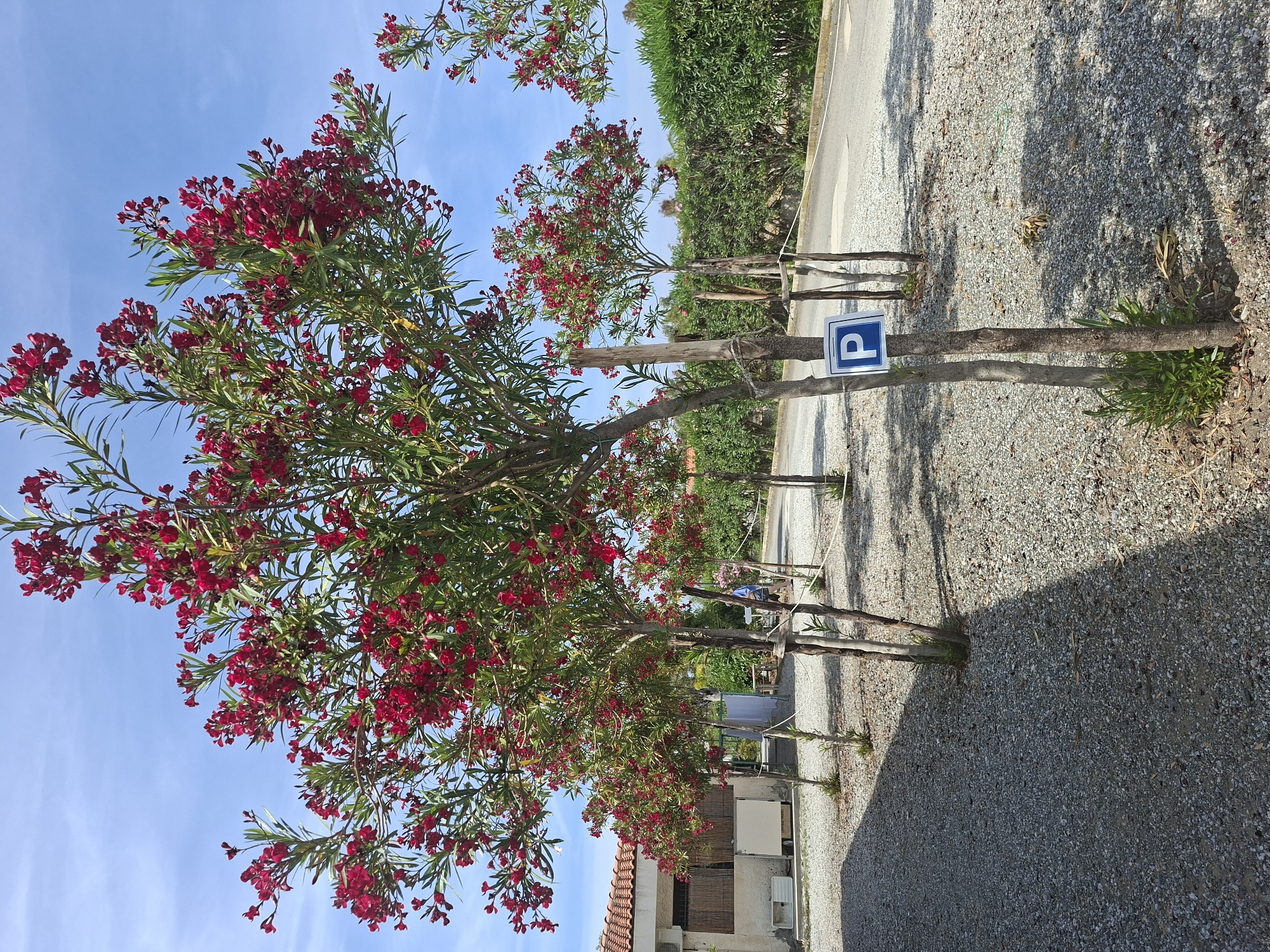 Here's a description of the image:
The photograph shows a row of Oleander trees growing in an area covered with gravel. The trees are blooming with vibrant red flowers and are supported by wooden posts. The sky is a clear blue with some faint clouds. A blue and white parking sign is attached to one of the trees. The image appears to be taken at ground level, with a slight upward angle. The location appears to be on a roadside in a residential area.