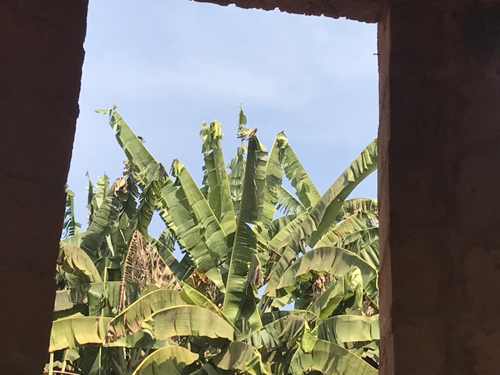 Through a roughly constructed window frame, a dense cluster of banana trees fills the view. Large, vibrant green leaves dominate, some displaying slight brown edges. Above the trees, a pale blue sky is visible. The window frame, composed of coarse, unfinished material, adds a raw, rustic element to the otherwise natural scene.