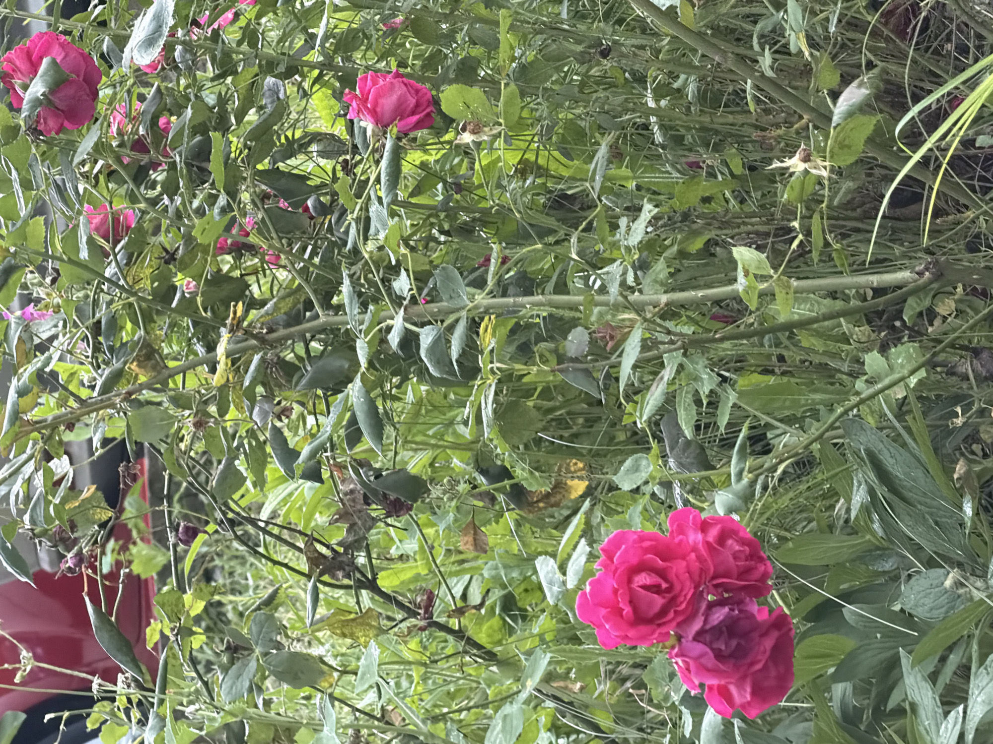 In Burgas, Bulgaria, a dense rose bush with vibrant pink blooms is in focus. The bush is lush with green leaves and thorny stems, suggesting a natural or garden setting. A hint of a red vehicle can be seen in the background, partially obscured by the foliage, and a red stripe on the vehicle suggests it might be a car. The overall impression is one of untamed nature within an urban environment.
