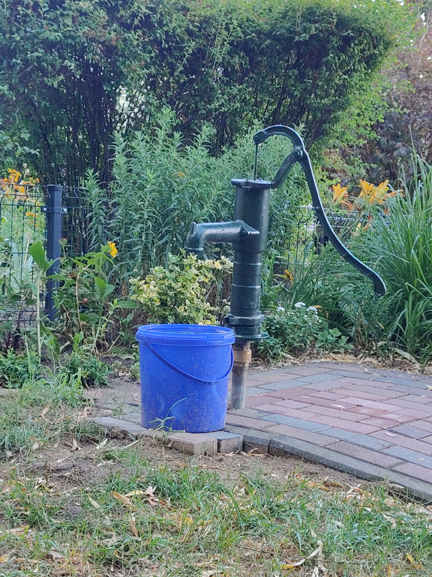 The image shows a dark green, vintage water pump standing in a garden. A bright blue bucket is positioned at the base of the pump. The pump is located on a paved pathway made of red and gray bricks, which is adjacent to a patch of soil and grass. In the background, there is lush green foliage, a black metal fence, and some yellow and orange flowers. The scene appears to be outdoors and likely in a residential or park setting, with the environment suggesting a possibly humid or recently rained-on condition, given the slight sheen on the paved surface. The image does not depict any people. The location is identified as Nowy Dwór Mazowiecki, Poland.