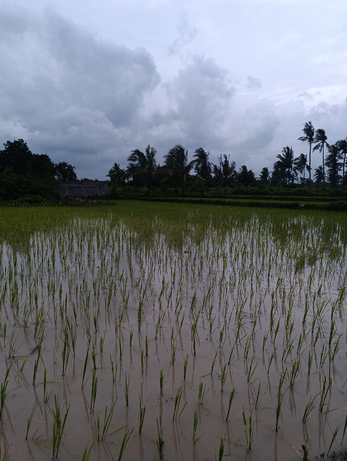 This outdoor landscape photograph captures a tranquil yet somber scene of a rice paddy field in Kecamatan Arjasa, Indonesia, under a heavily overcast sky.
The foreground is dominated by a flooded rice paddy, where numerous young, vibrant green rice shoots are meticulously planted in discernible rows. The shallow water, appearing murky or muddy, reflects the delicate plant stems and the subdued light from above.
In the midground, a dense line of diverse tropical vegetation stretches across the horizon. Dark green palm trees with their fronds noticeably bent, suggesting windy conditions, are prominent alongside other types of trees, forming a dark silhouette against the lighter sky. Towards the left of the midground, a low-lying, simple structure, possibly made of concrete or brick, is partially visible behind some dense foliage.
The upper portion of the image is filled with a dramatic, heavily overcast sky, dominated by thick, textured grey clouds. The diffused and muted lighting indicates an overcast day, potentially signaling an approaching rainstorm, ongoing rain, or the recent passing of one. The overall atmosphere conveyed by the heavy clouds and bent trees is one of quietude and perhaps a hint of nature's raw power.
There are no visible people, specific activities, or discernible text in the image. The scene primarily showcases the natural agricultural landscape of a tropical region.