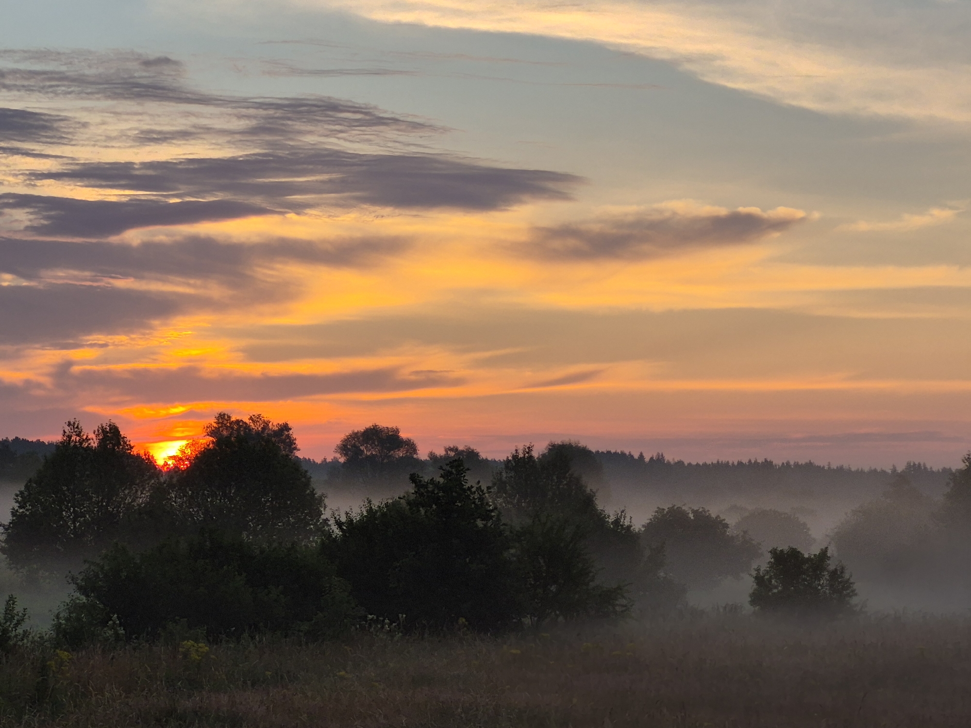 This is an image of a sunrise over a misty forest near Sooblase, Estonia. The sun is low on the horizon, casting a warm orange and yellow glow across the sky, with streaks of purple and pink in the clouds. In the foreground, there is a field of tall grass and wildflowers, with silhouetted trees and bushes emerging from the mist. The forest in the background is densely packed with trees, with the mist obscuring their lower portions. No people or animals are visible in the image. The overall mood is peaceful and serene.