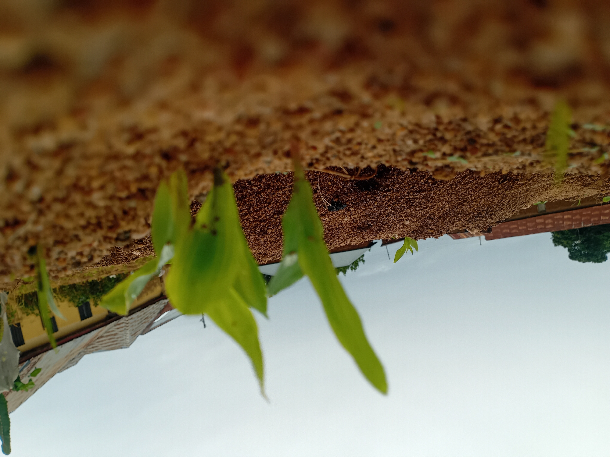 The image, captured in Barakin Angundi, Nigeria, presents a low-angle perspective of young green sprouts emerging from sandy soil. The foreground is dominated by the textured brown earth, with several small, vibrant green plants visible, their leaves reaching towards the overcast sky. In the mid-ground, a mound of similar soil is visible, with more sprouts. Beyond this, a row of low-lying buildings with corrugated metal roofs and yellow-painted walls stretches across the background. The sky is a uniform, muted grey, suggesting a cloudy or possibly rainy day. The scene is devoid of people or any discernible activity, focusing solely on the natural growth against a backdrop of human construction.