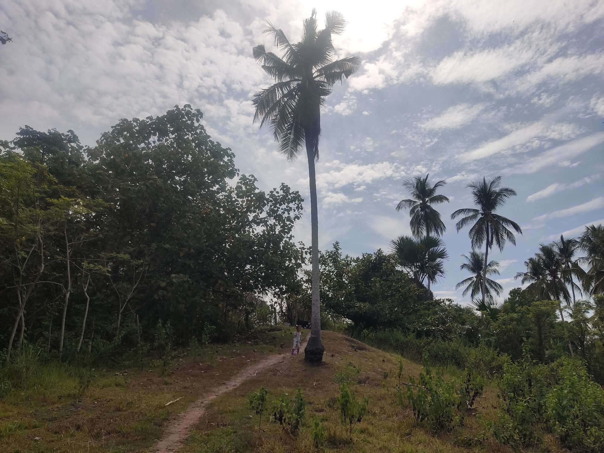In Payadua, Indonesia, a child in pajamas stands on a grassy hill next to a tall palm tree. A dirt path winds up the hill, disappearing into a dense forest of green trees and other palm trees. The sky is partly cloudy with the sun shining through, casting a bright light. The overall scene is a natural outdoor landscape with tropical vegetation and a clear sky.