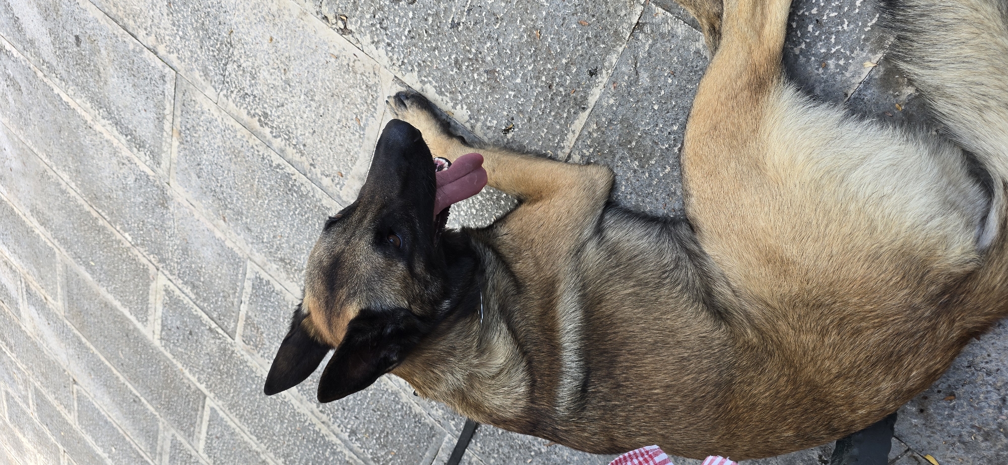 A Belgian Malinois dog with a tan and black coat is lying on a gray stone paved surface. The dog is facing to its right, with its tongue hanging out and its mouth open. The dog's ears are perked up. Part of a red and white checkered fabric is visible on the left side of the image, near the dog's body. The environment appears to be an outdoor setting with the stone pavement indicating a pathway or public space. There is no indication of the specific location of Rijeka Crnojevića, Montenegro within this image.